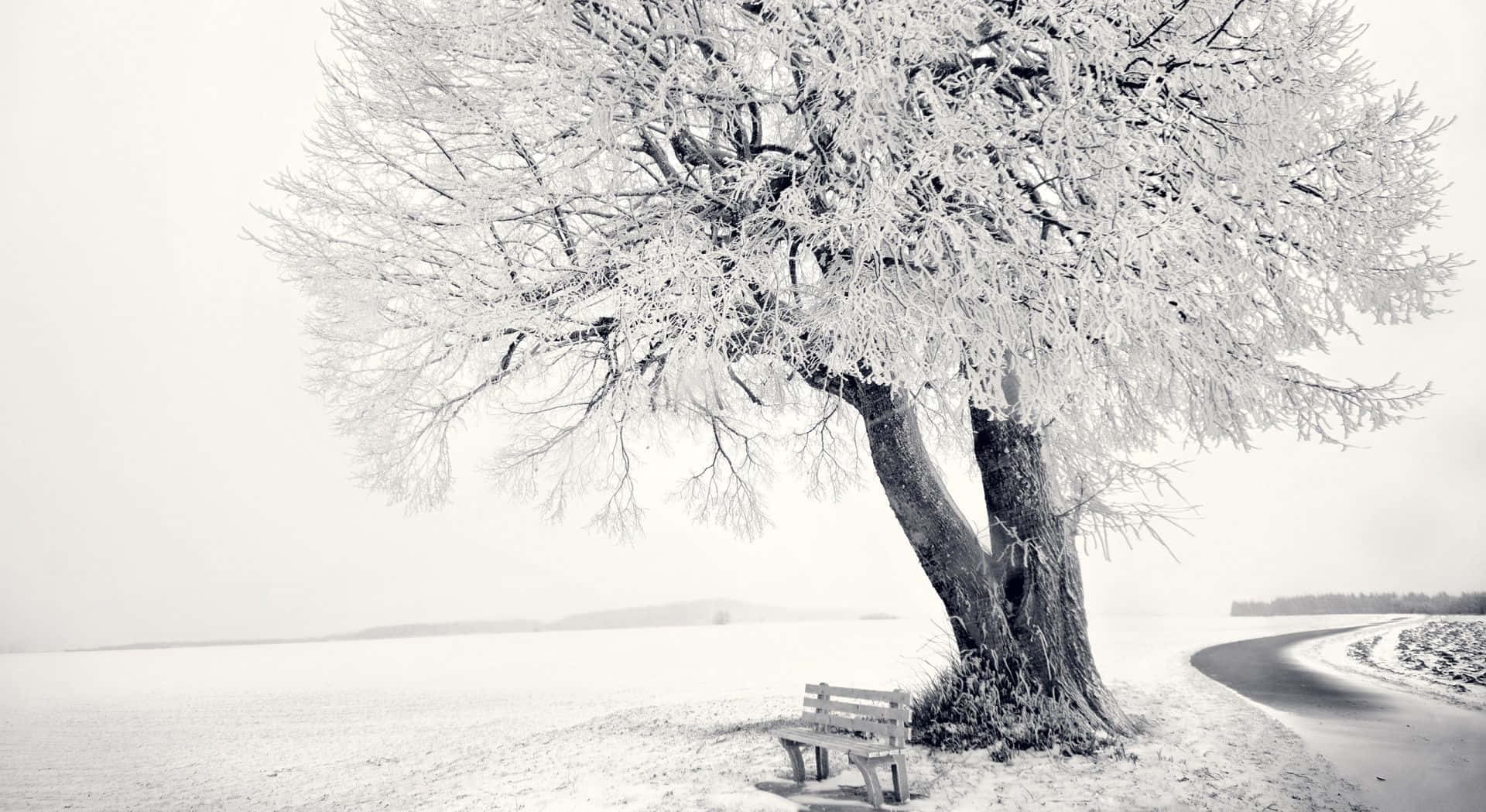Winter Trees, frost-covered tree, wooden bench, Full HD Desktop Wallpaper