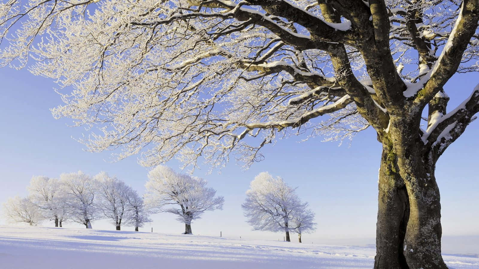 Winter Trees, snow-covered tree, frosted branches, HD Desktop Wallpaper