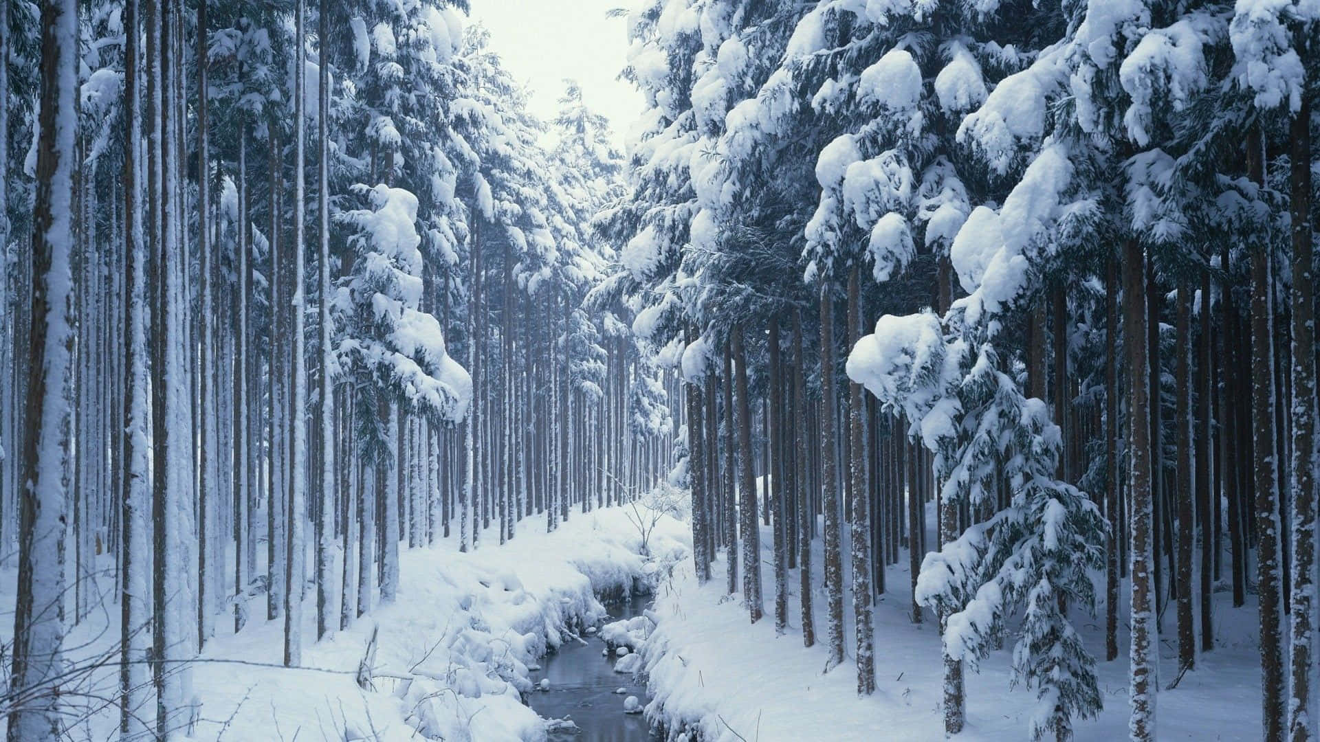 Winter Trees, snow-laden evergreen trees, narrow stream, Full HD Desktop Wallpaper