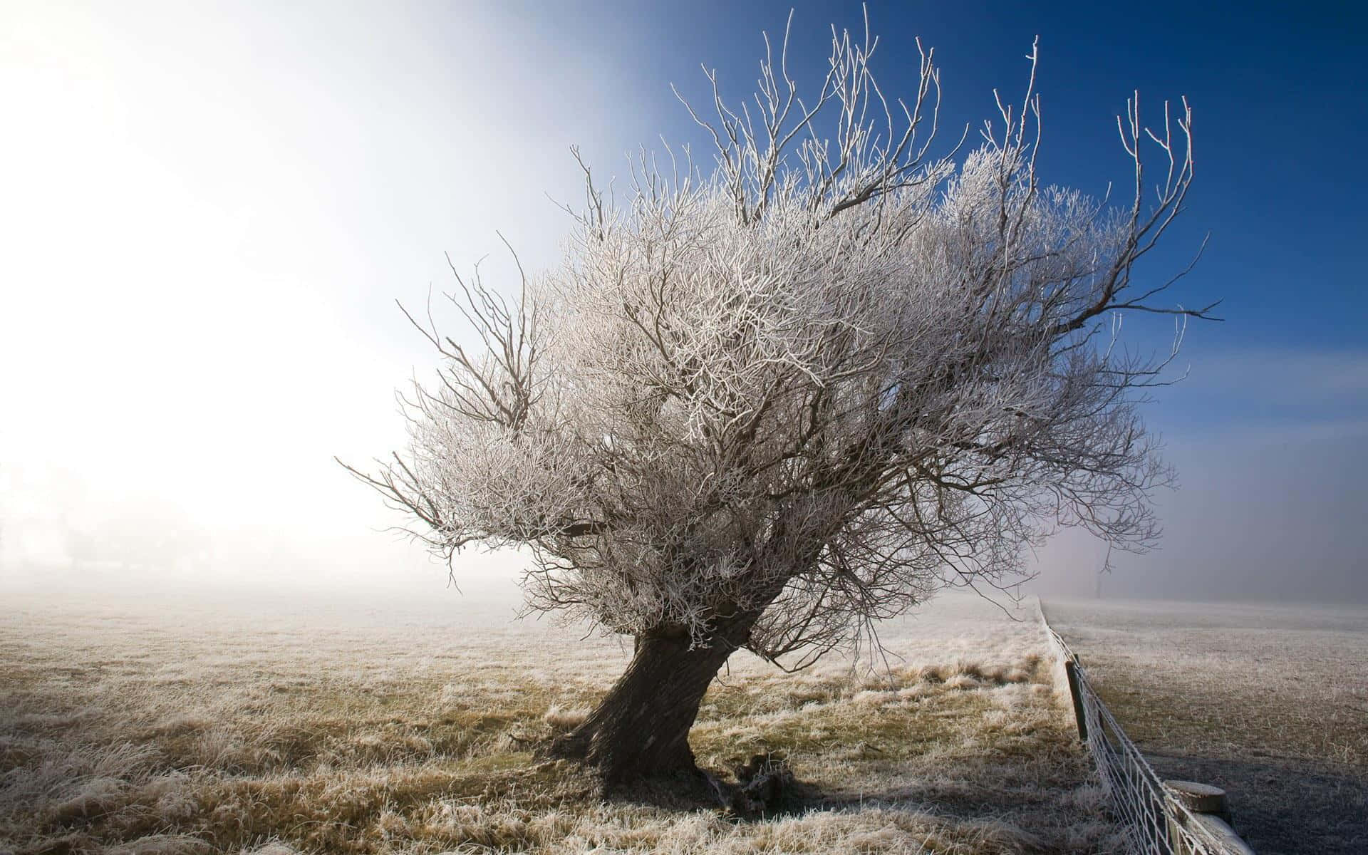 Winter Trees, frost-covered tree, misty field, Full HD Desktop Wallpaper