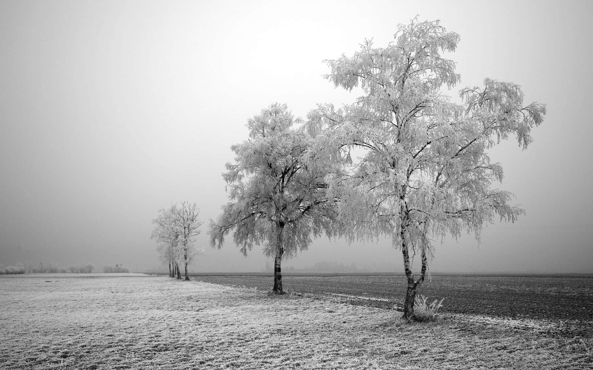Winter Trees, monochrome winter field, frost-covered trees, Full HD Desktop Wallpaper
