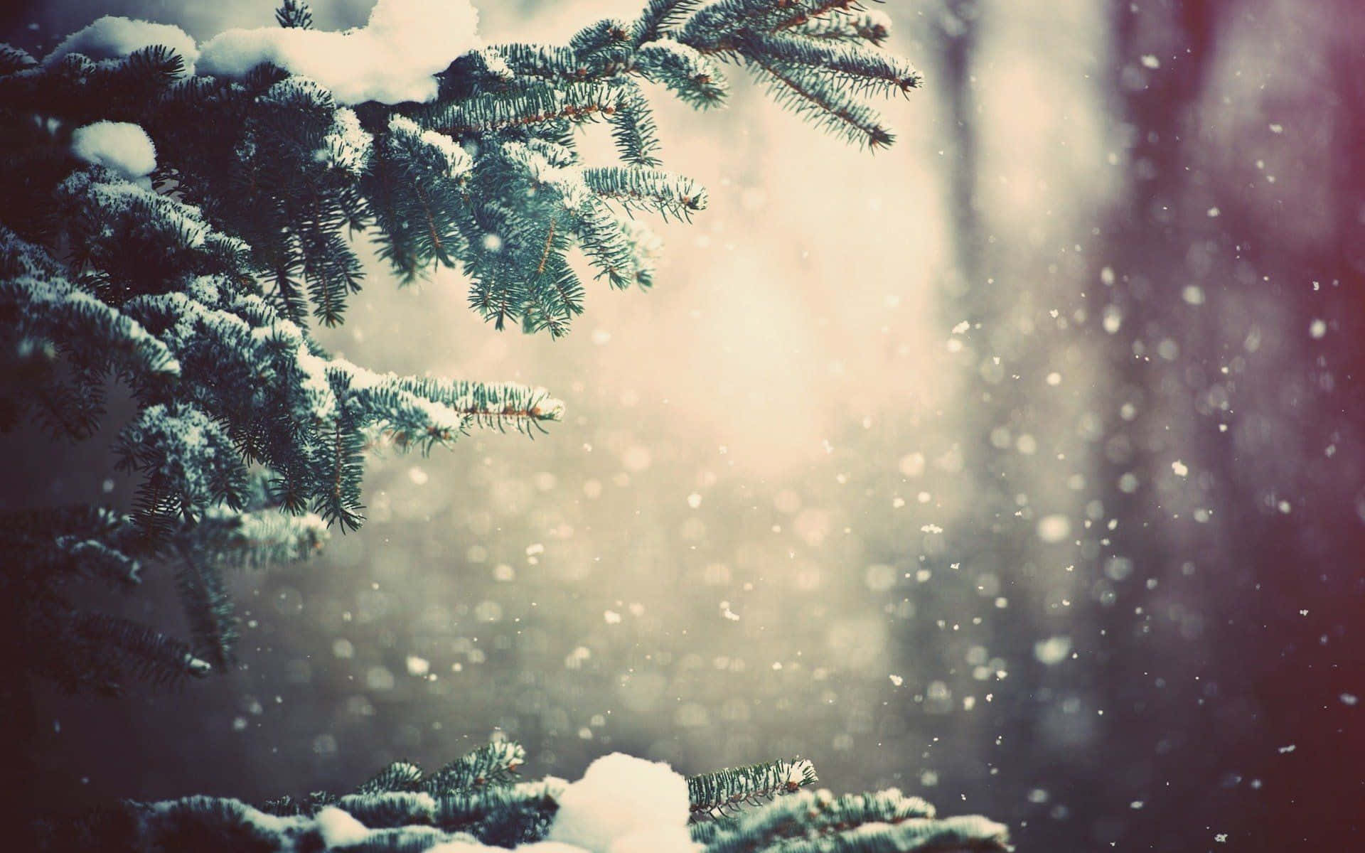Winter Trees, snowy landscape, evergreen branches, Full HD Desktop Wallpaper