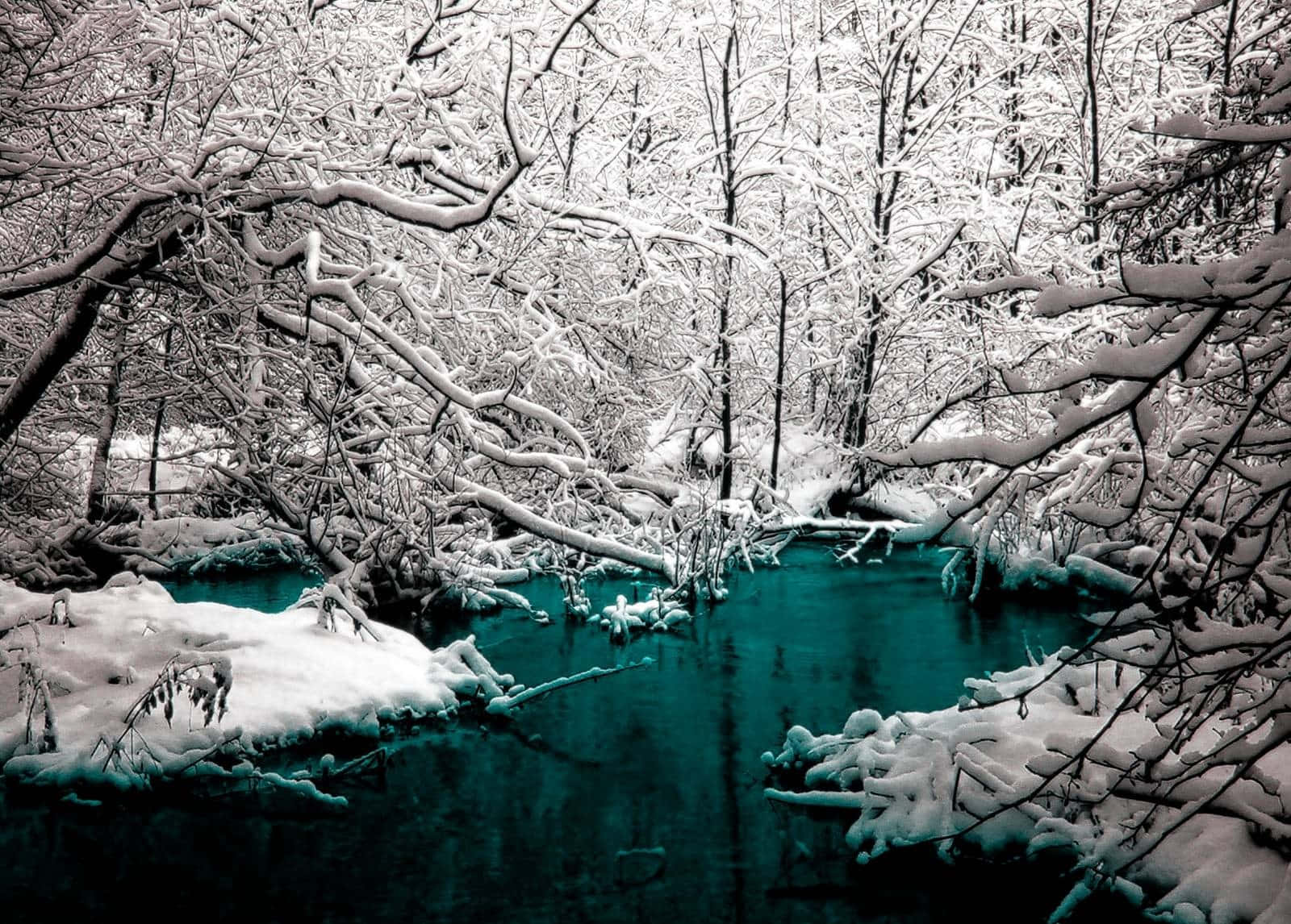 Winter Trees, snow-laden branches, vivid turquoise river, HD Desktop Wallpaper