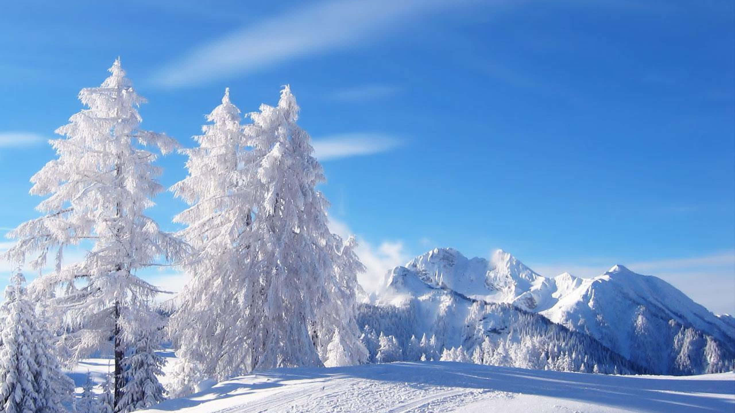 Winter Trees, snow-covered evergreen trees, crisp blue sky, 2K Desktop Wallpaper