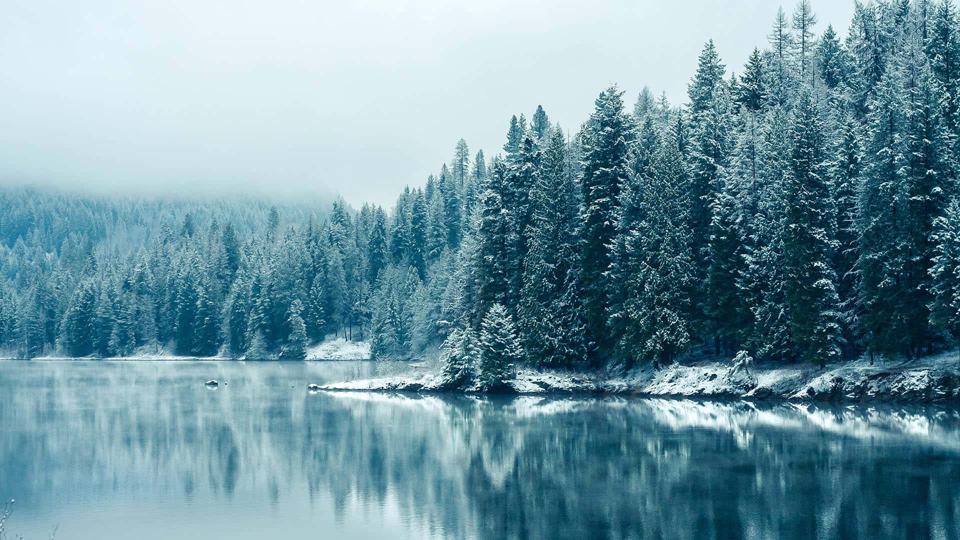 Winter Trees, snow-covered, evergreen trees, Full HD Desktop Wallpaper