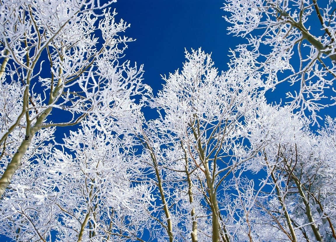 Winter Trees, snow-laden tree branches, vivid blue winter sky, SD Desktop Wallpaper