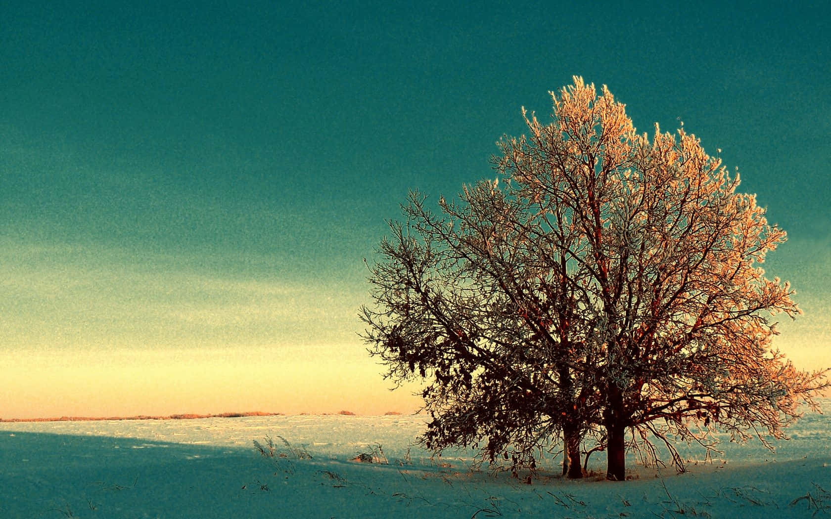 Winter Trees, teal and gold sunset sky, frost-covered tree, HD Desktop Wallpaper