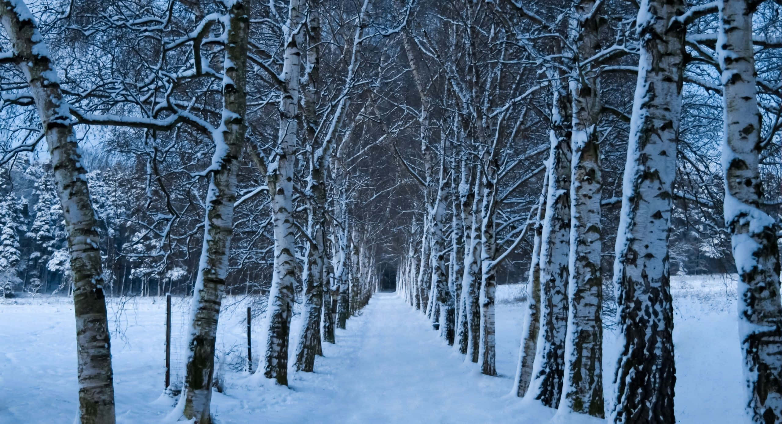 Winter Trees, snowy path, birch forest, 2K Desktop Wallpaper
