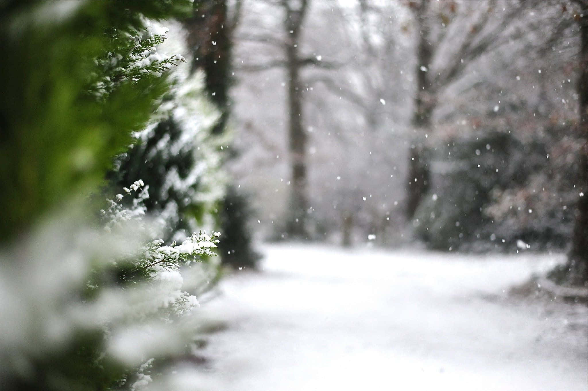 Winter Trees, snow-covered, serene landscape, Full HD Desktop Wallpaper