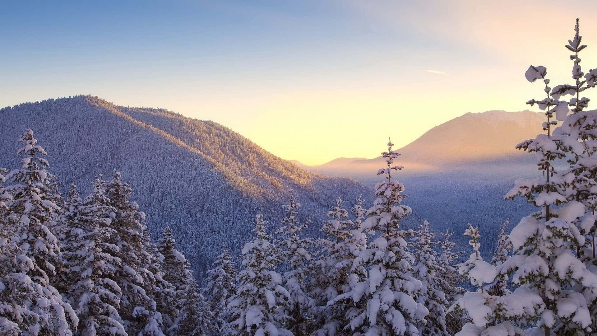 Winter Trees, evergreen trees, rolling mountains, Full HD Desktop Wallpaper