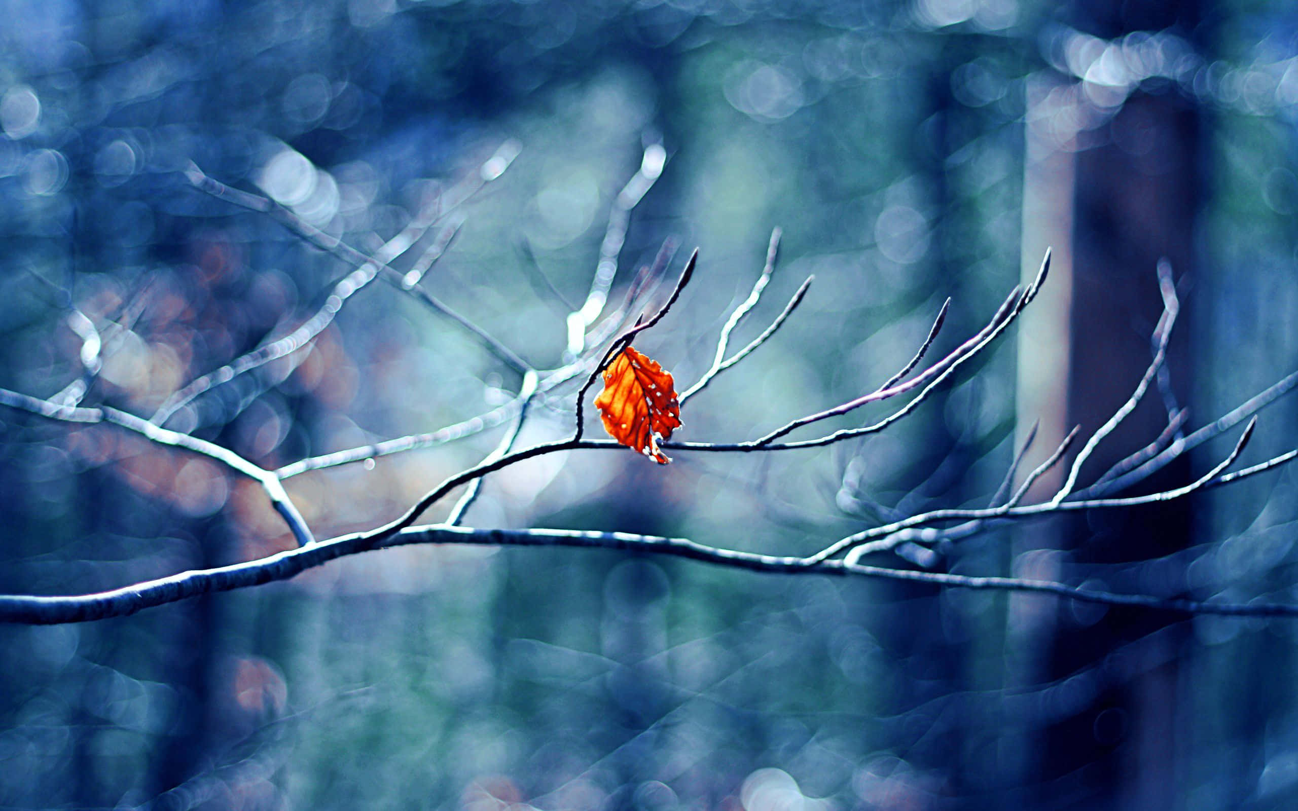 Winter Trees, vibrant orange leaf, bare winter branch, 2K Desktop Wallpaper