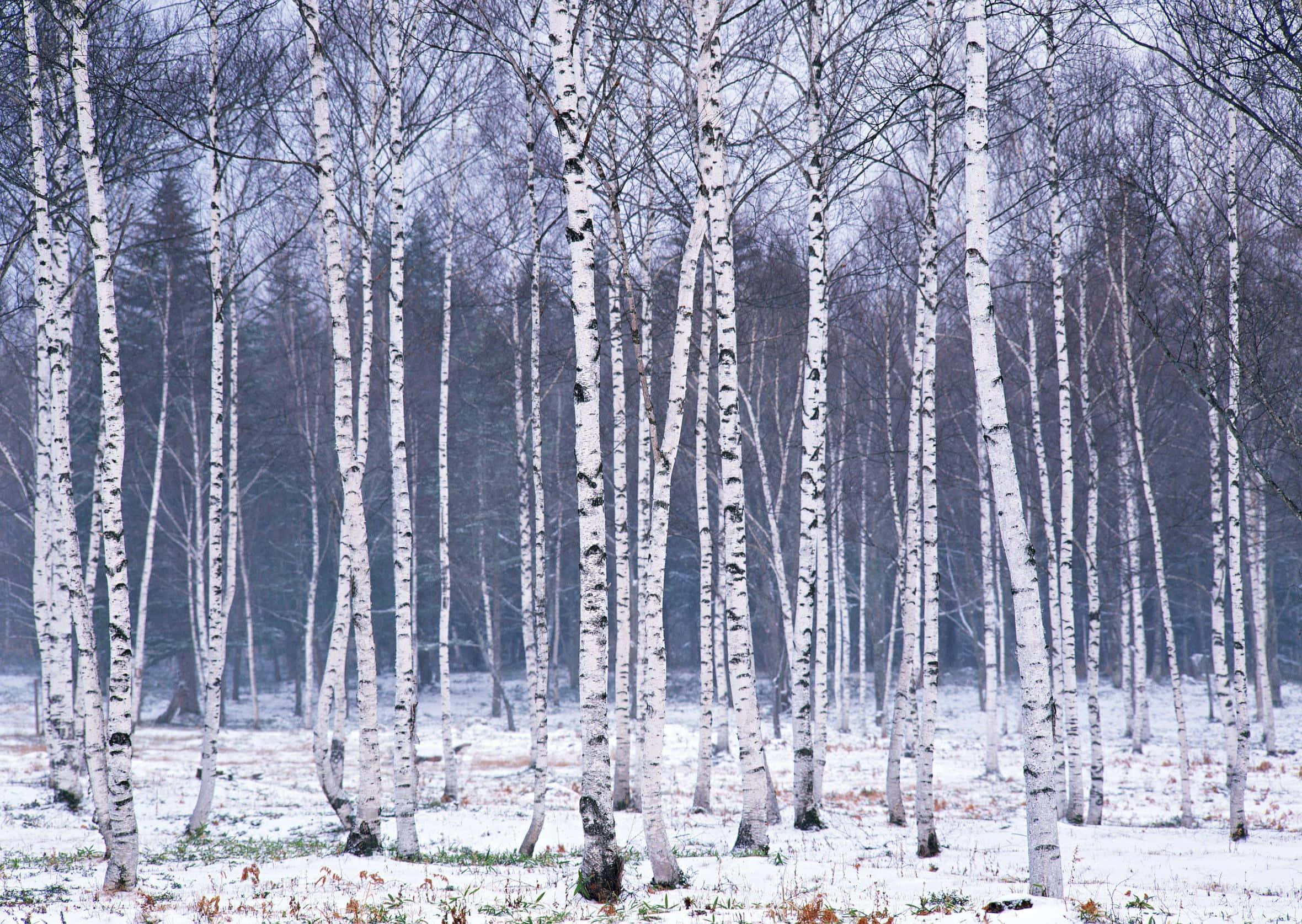 Winter Trees, white birch trees, snowy winter forest, Full HD Desktop Wallpaper