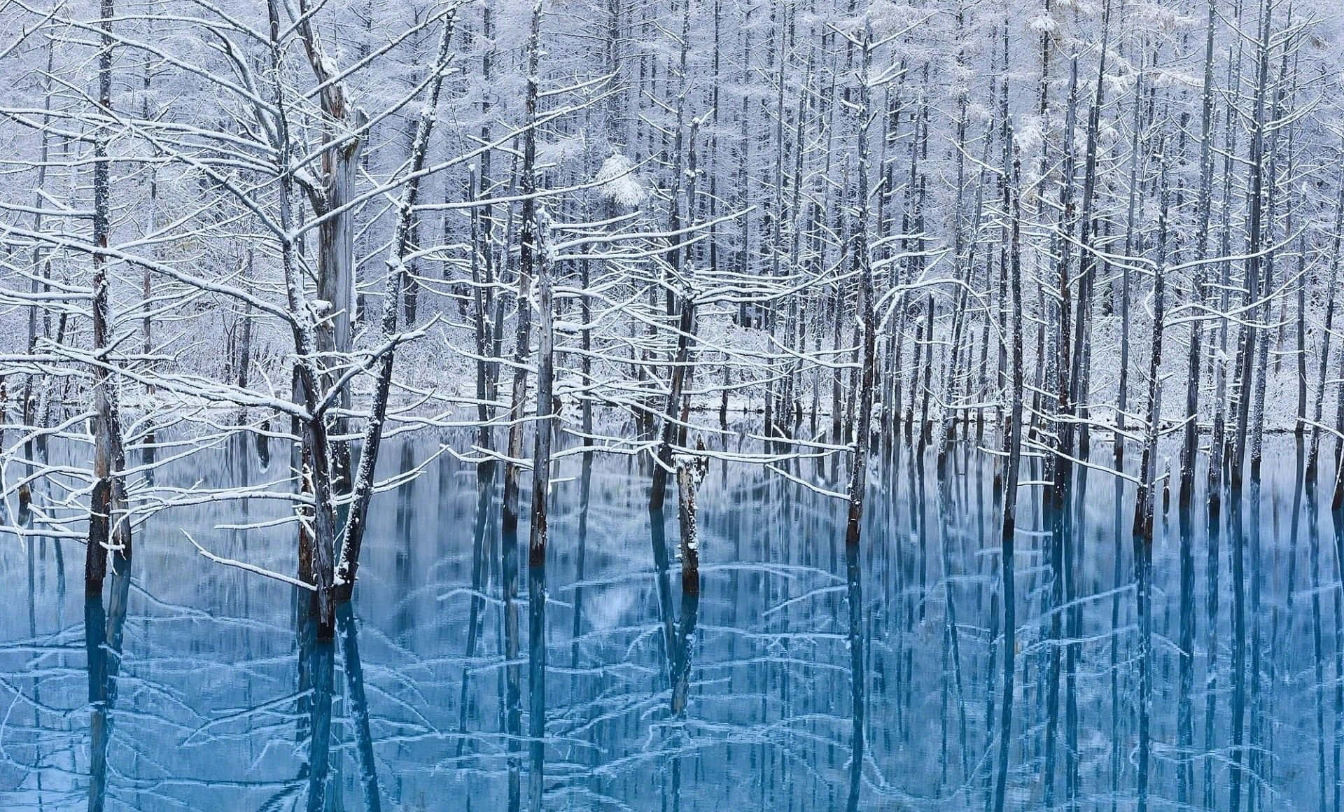 Winter Trees, snow-covered trees, serene blue lake, Full HD Desktop Wallpaper