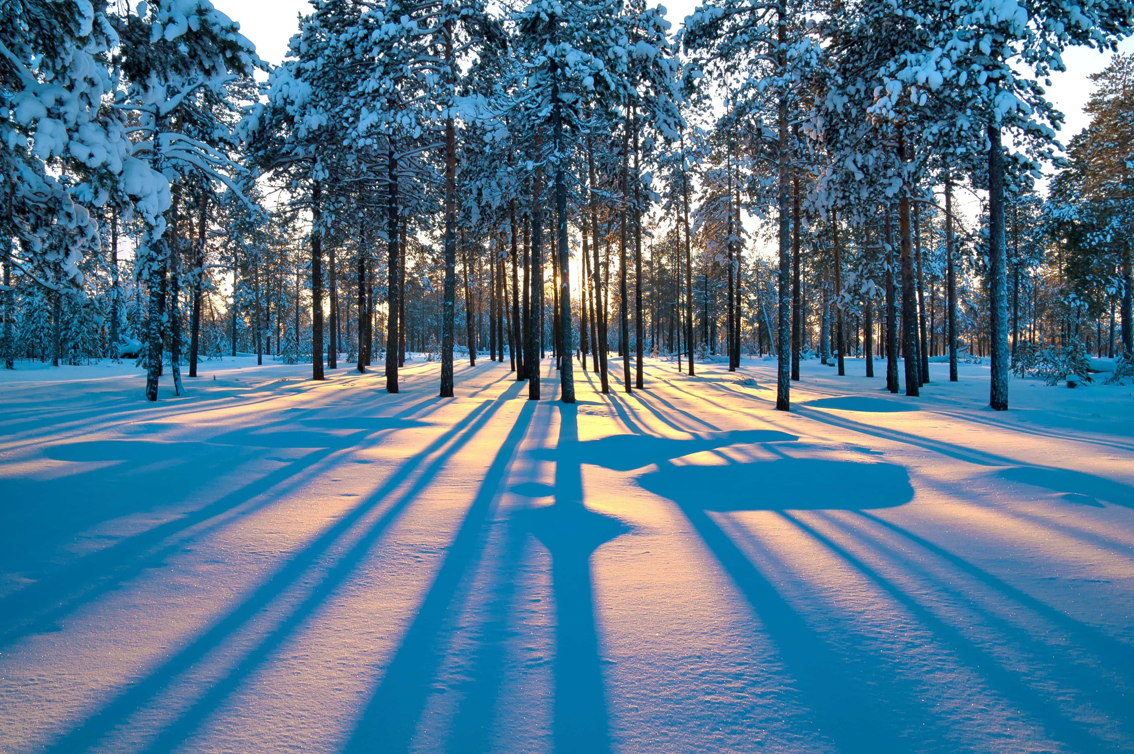 Winter Trees, pine trees, snow-laden, 4K Desktop Wallpaper