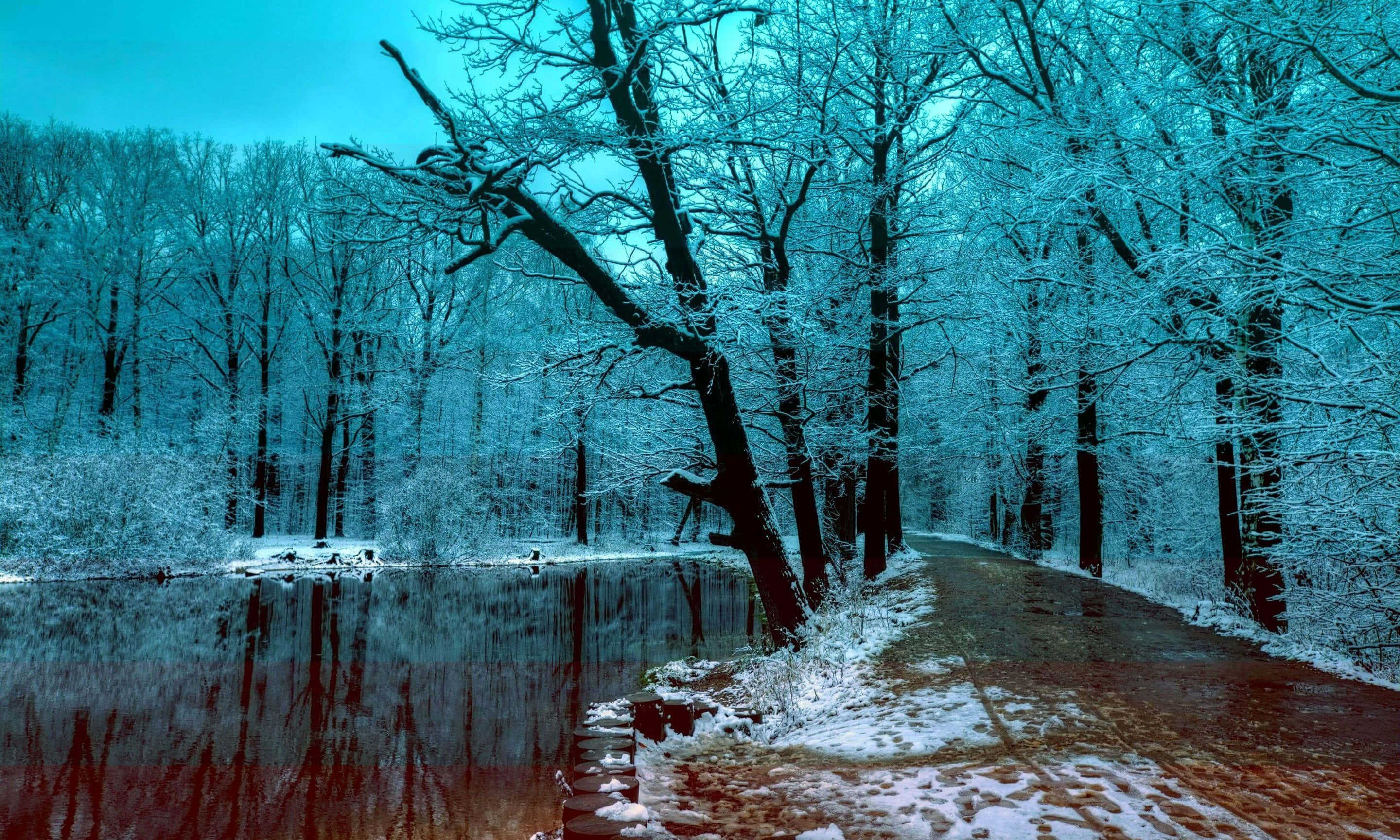 Winter Trees, snowy forest path, calm river, 2K Desktop Wallpaper