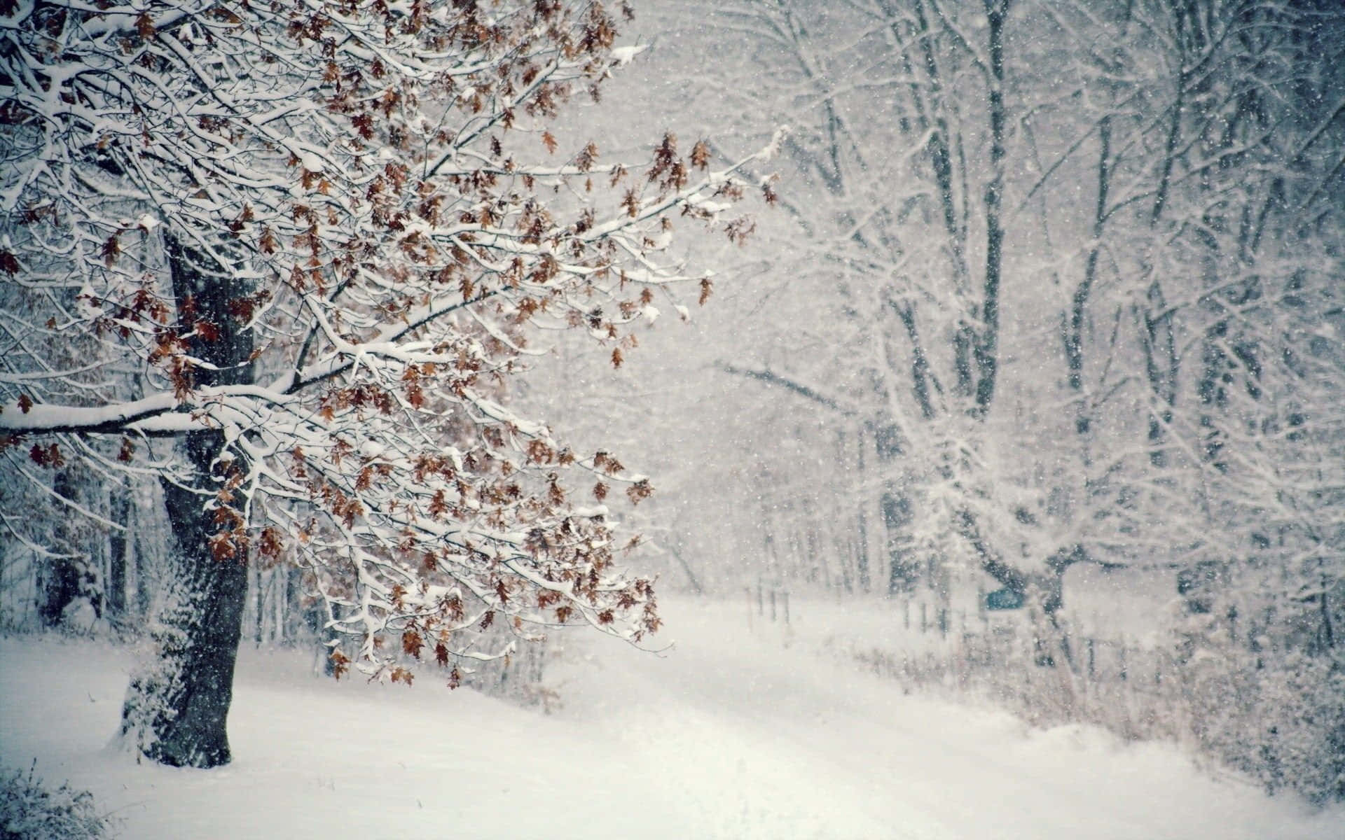 Winter Trees, snowy forest, bare tree branches, Full HD Desktop Wallpaper