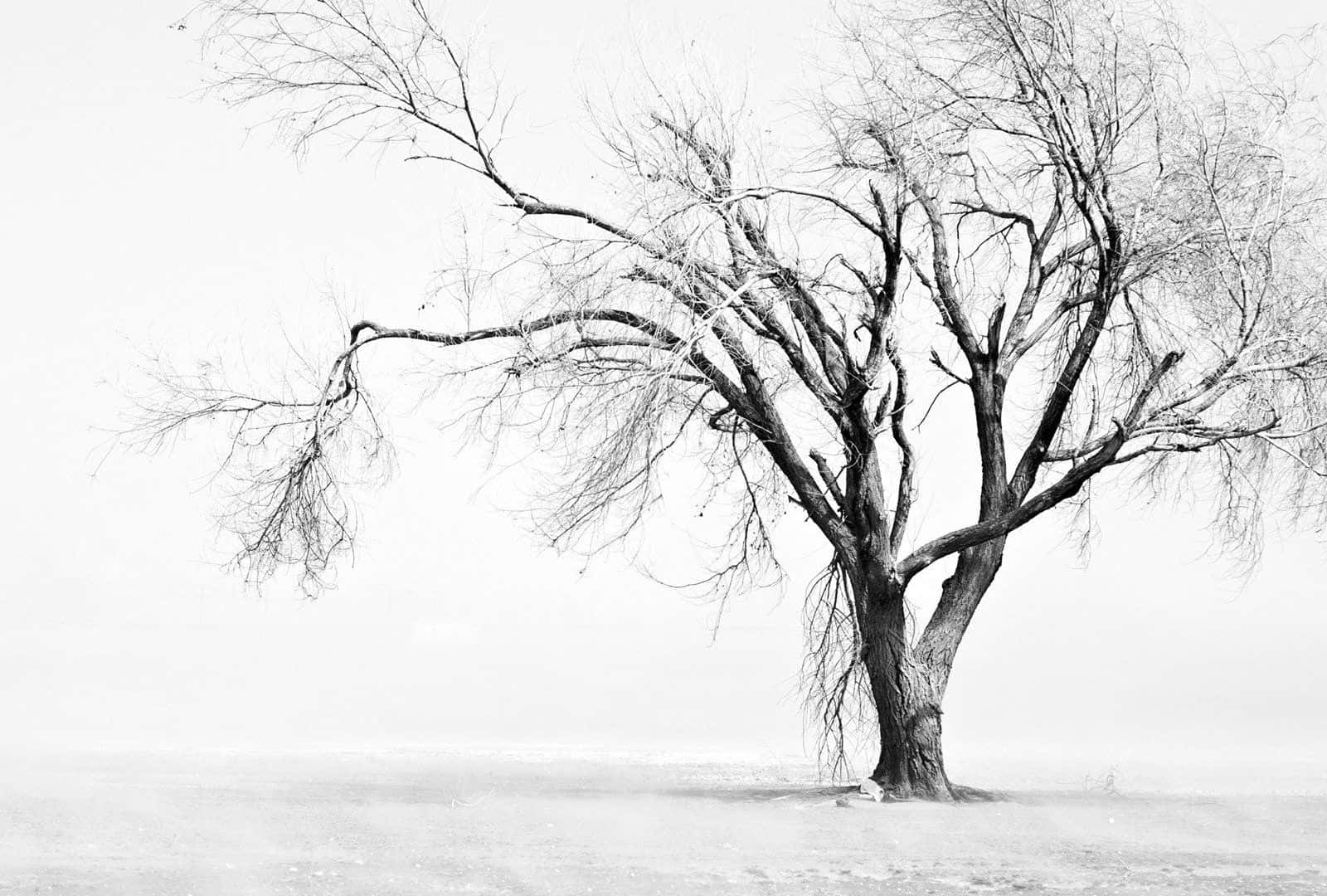 Winter Trees, snow-covered, bare branches, HD Desktop Wallpaper