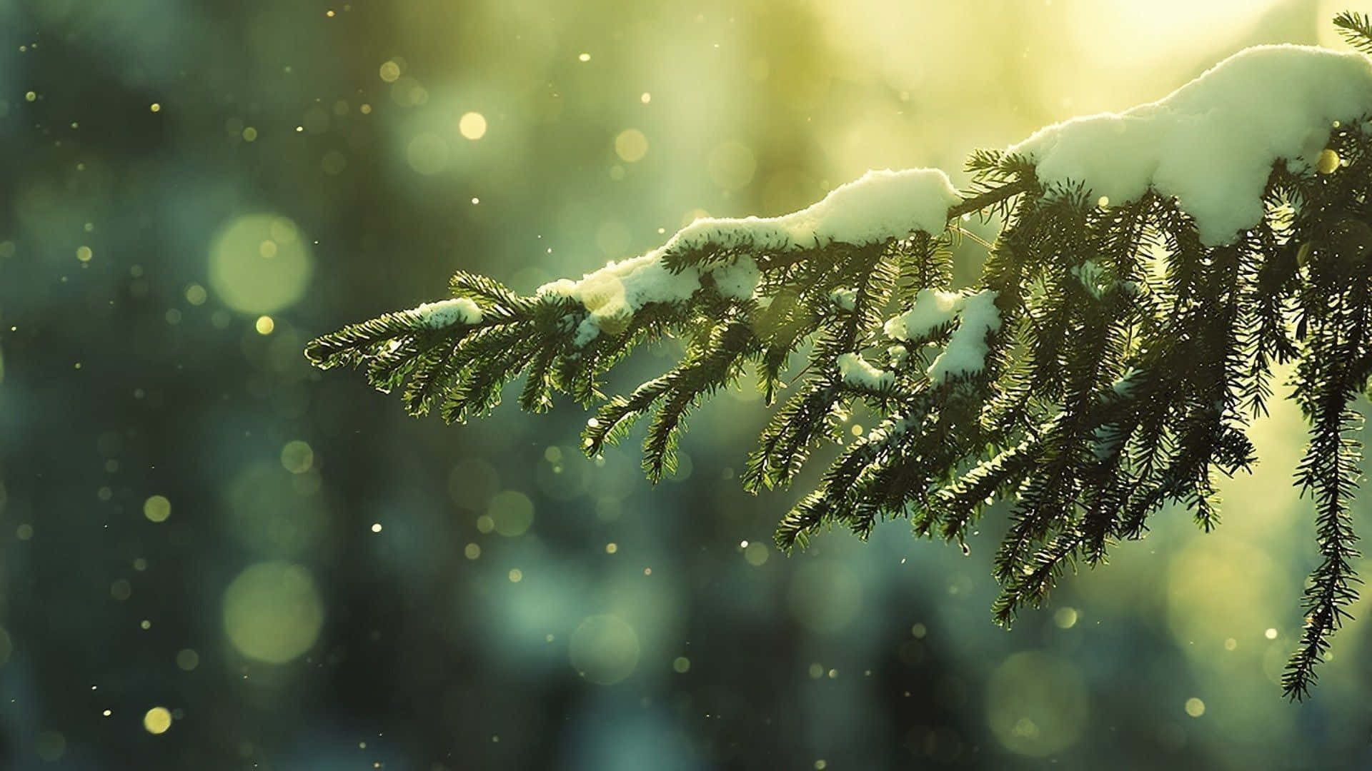 Winter Trees, snow-dusted pine branch, soft golden sunlight, Full HD Desktop Wallpaper