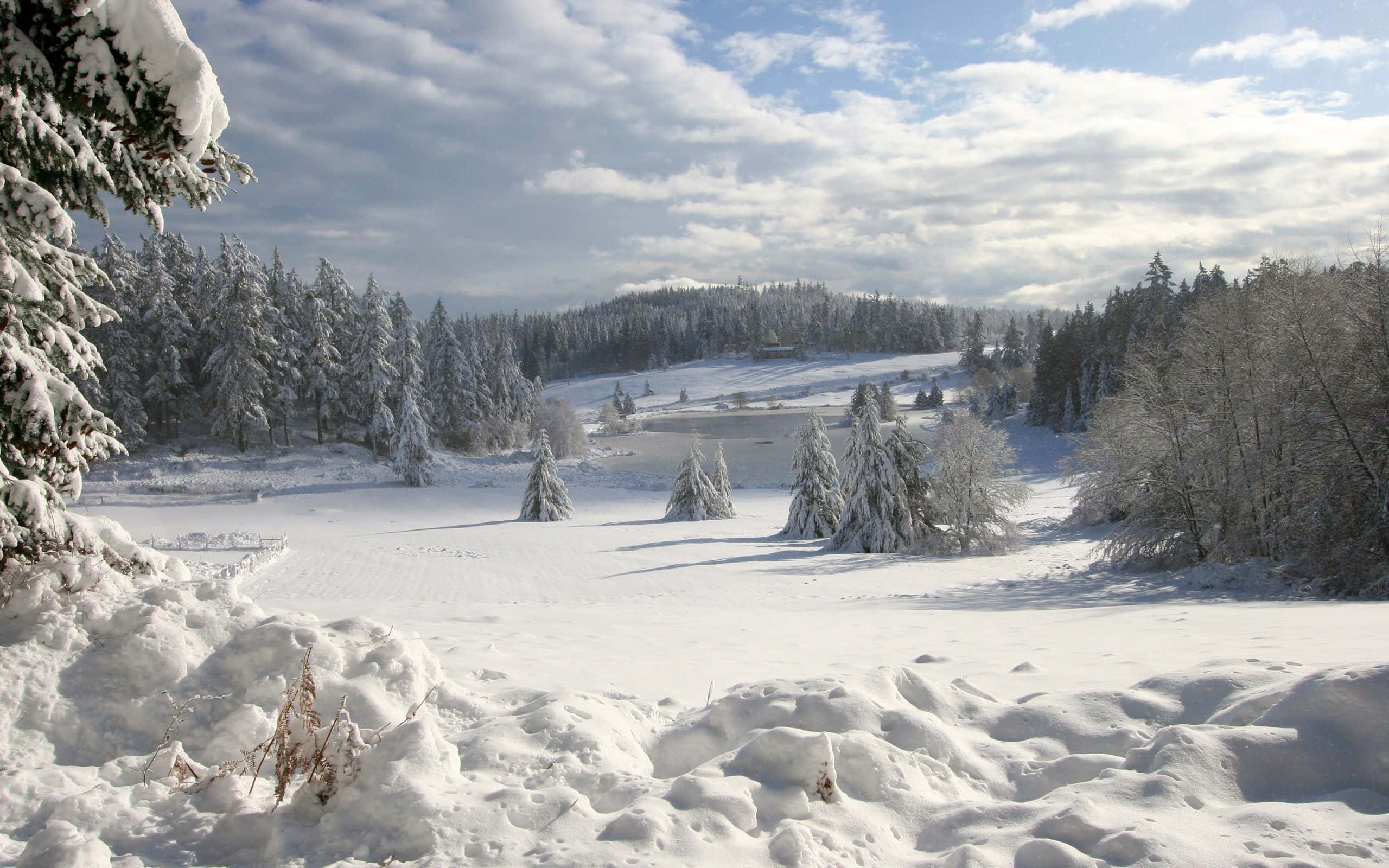 Winter Wonderland, serenity in the snow, snow-covered pine trees, 2K Desktop Wallpaper