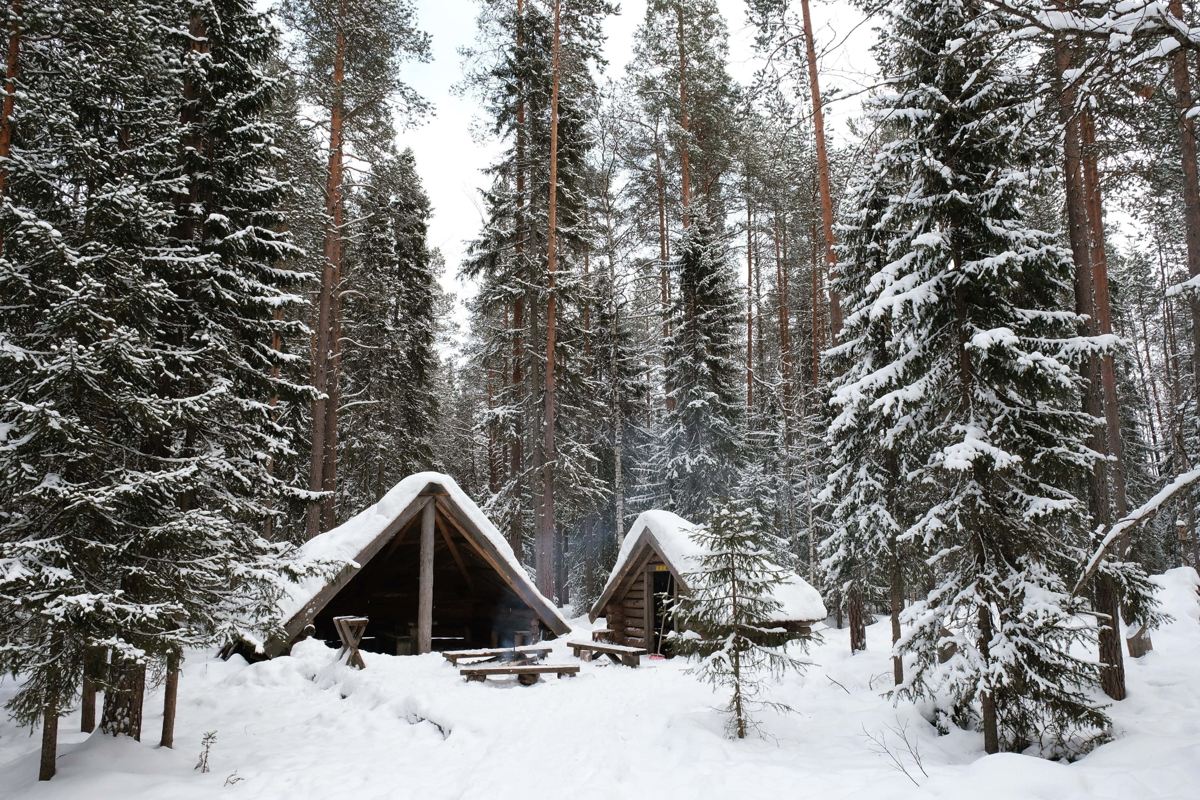 Winter Wonderland, snow-covered trees, tranquil path, 4K Desktop Wallpaper