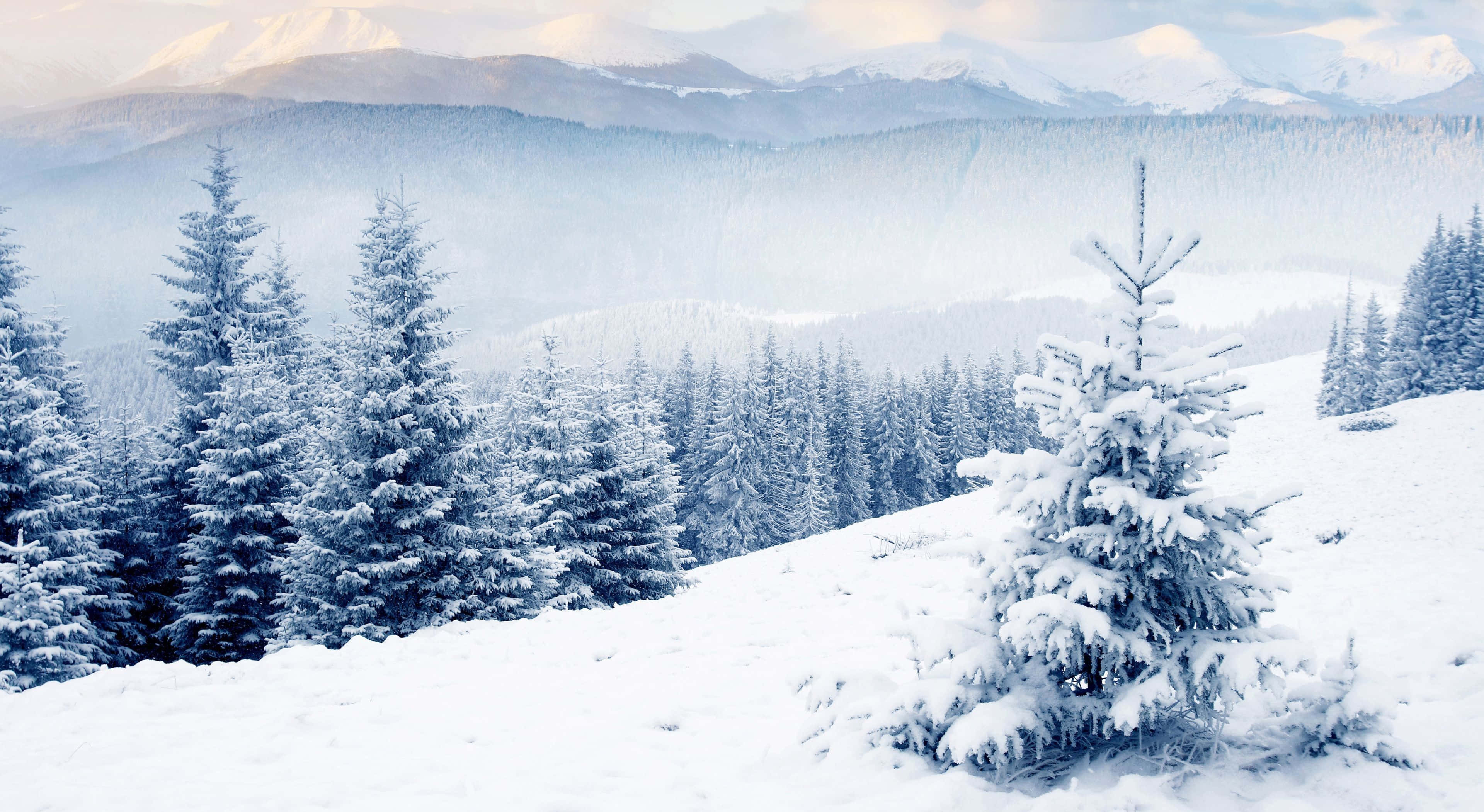 Winter wonderland, evergreen trees, rolling hills, 4K Desktop Wallpaper