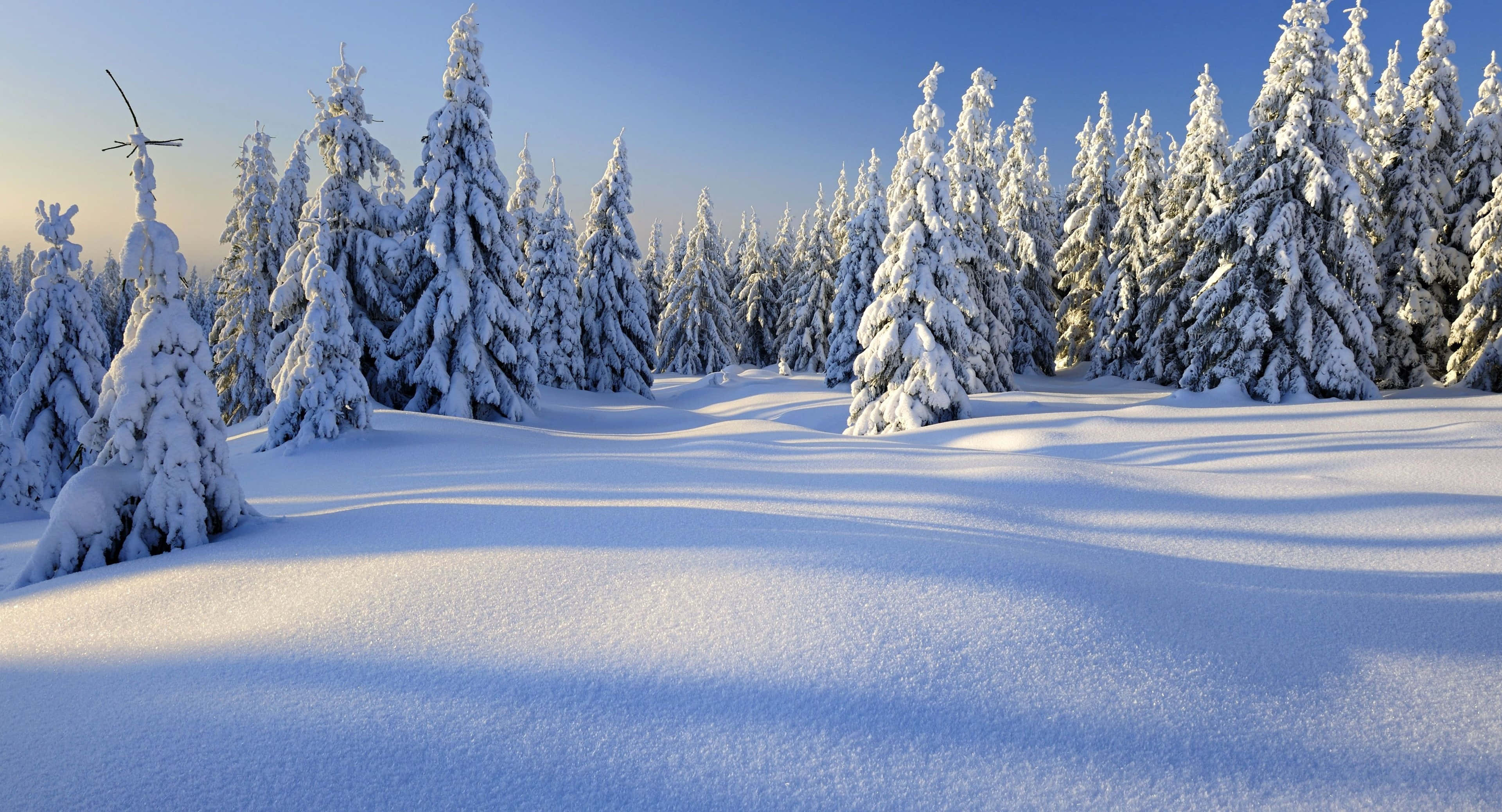 Winter wonderland, pristine snow, tall evergreen trees, 4K Desktop Wallpaper