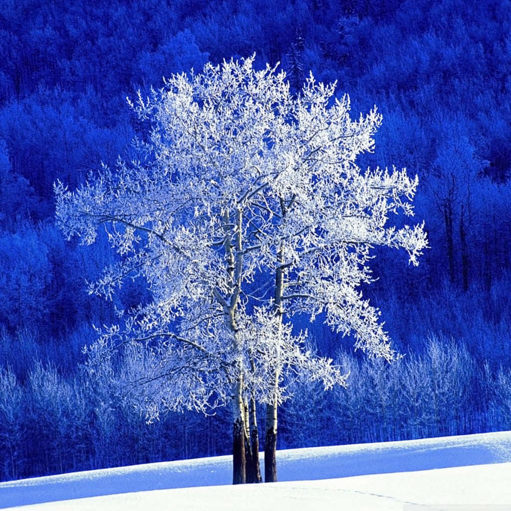 Winter wonderland, frost-covered tree, deep blue snowy forest, SD Desktop Wallpaper
