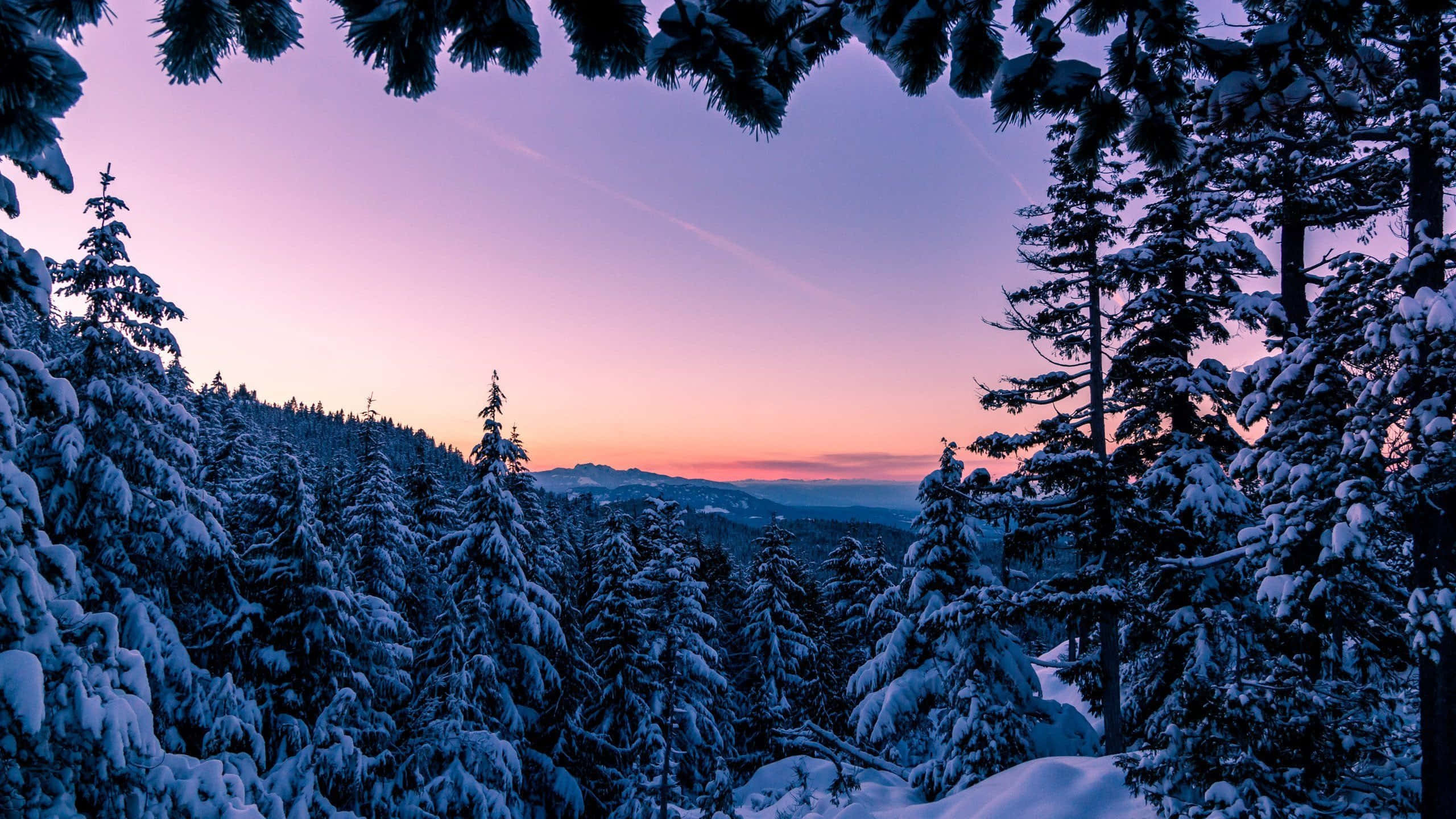 Winter wonderland, 2560 x 1440, snow-laden pine trees, 2K Desktop Wallpaper