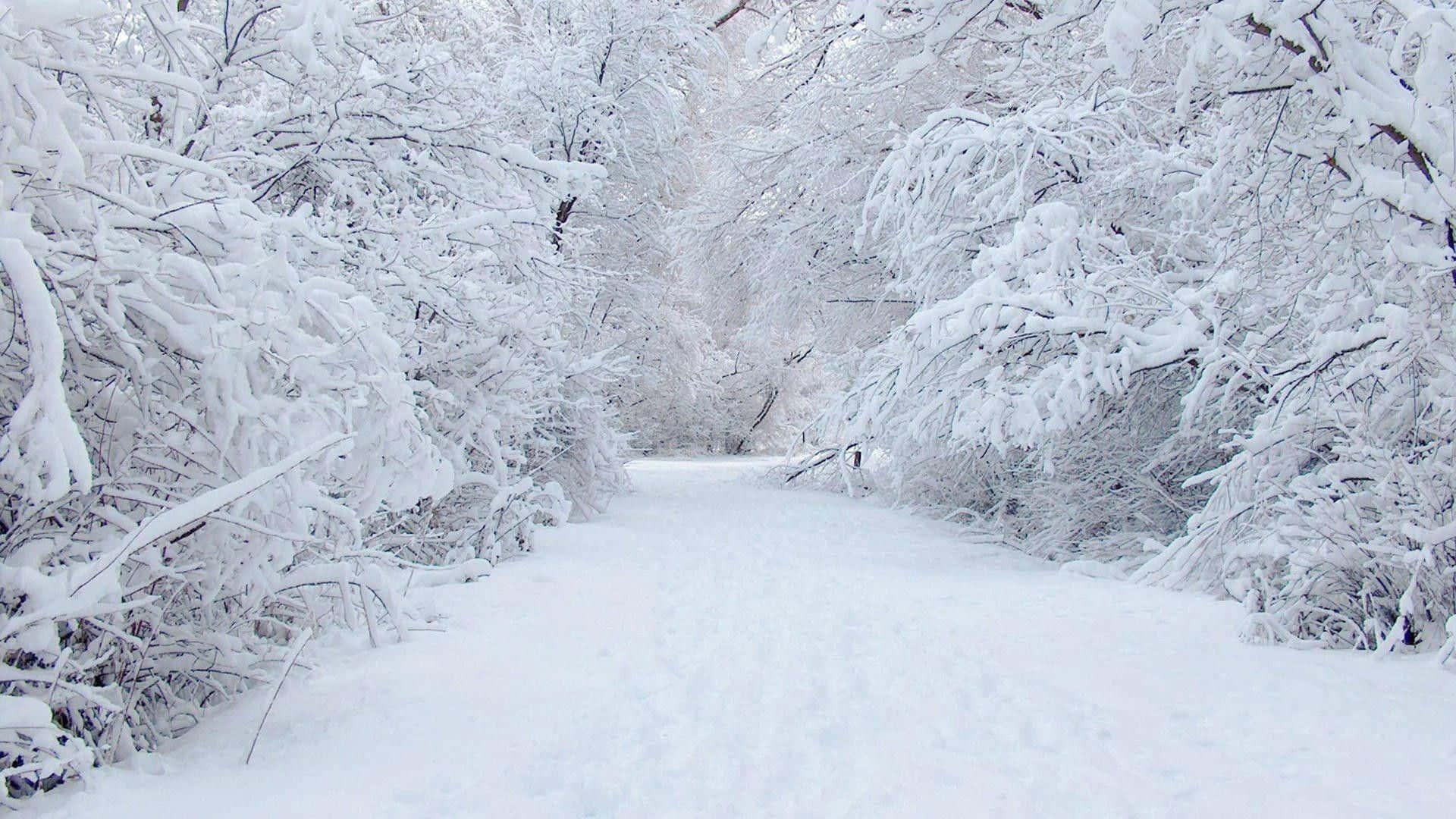 Winter wonderland, snow-covered forest path, trees, Full HD Desktop Wallpaper