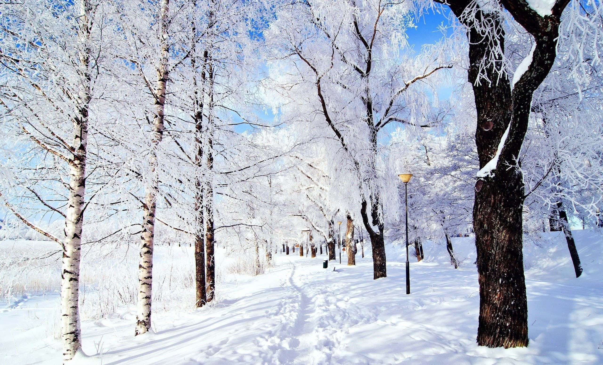 Winter wonderland, snow-covered birch trees, frost-laden branches, 2K Desktop Wallpaper