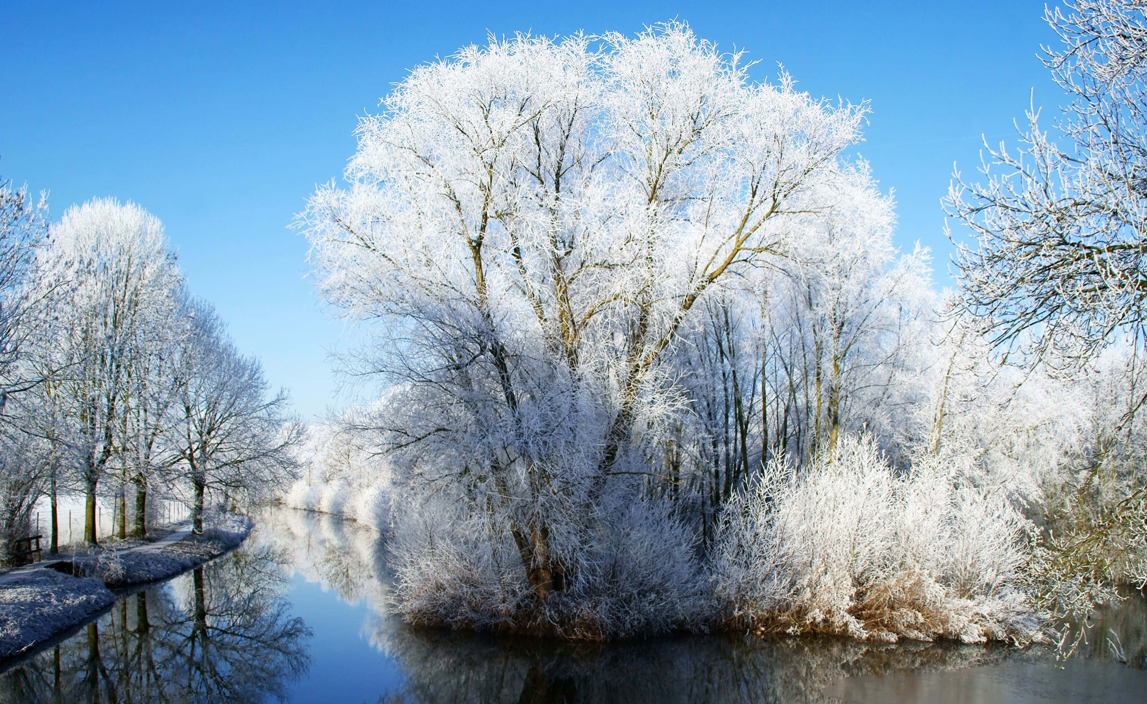 Winter wonderland, frost-covered trees, calm river, 4K Desktop Wallpaper
