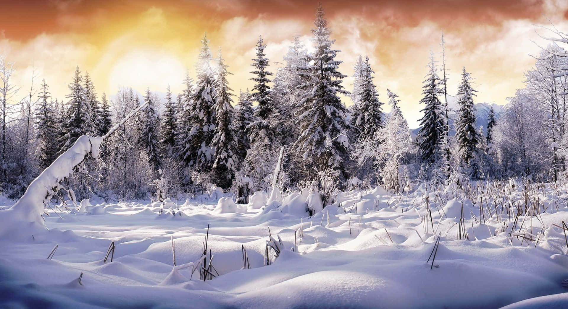 Winter wonderland, sunset, snow-covered pine forest, Full HD Desktop Wallpaper