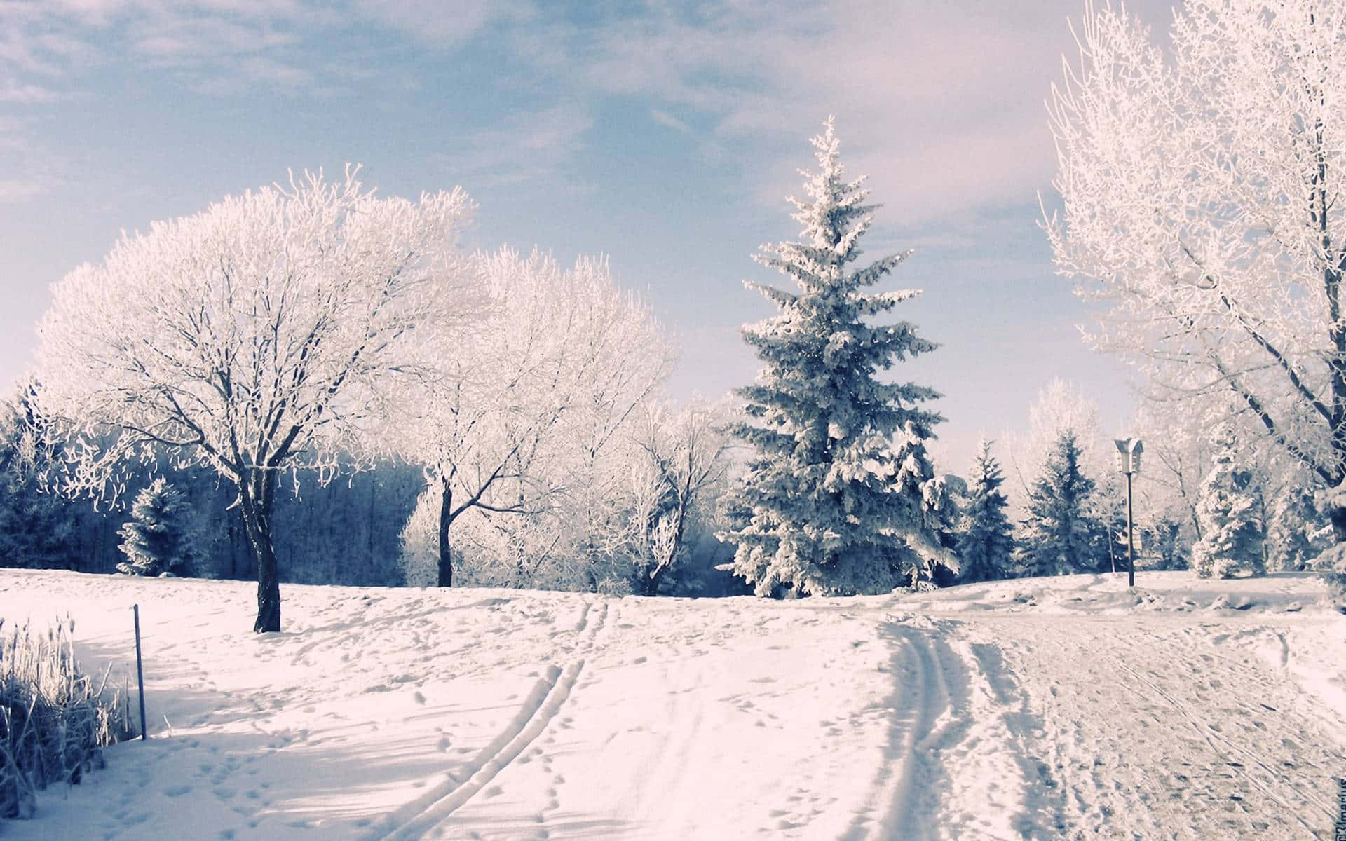 Winter wonderland, snowy winter landscape, frost-covered trees, Full HD Desktop Wallpaper