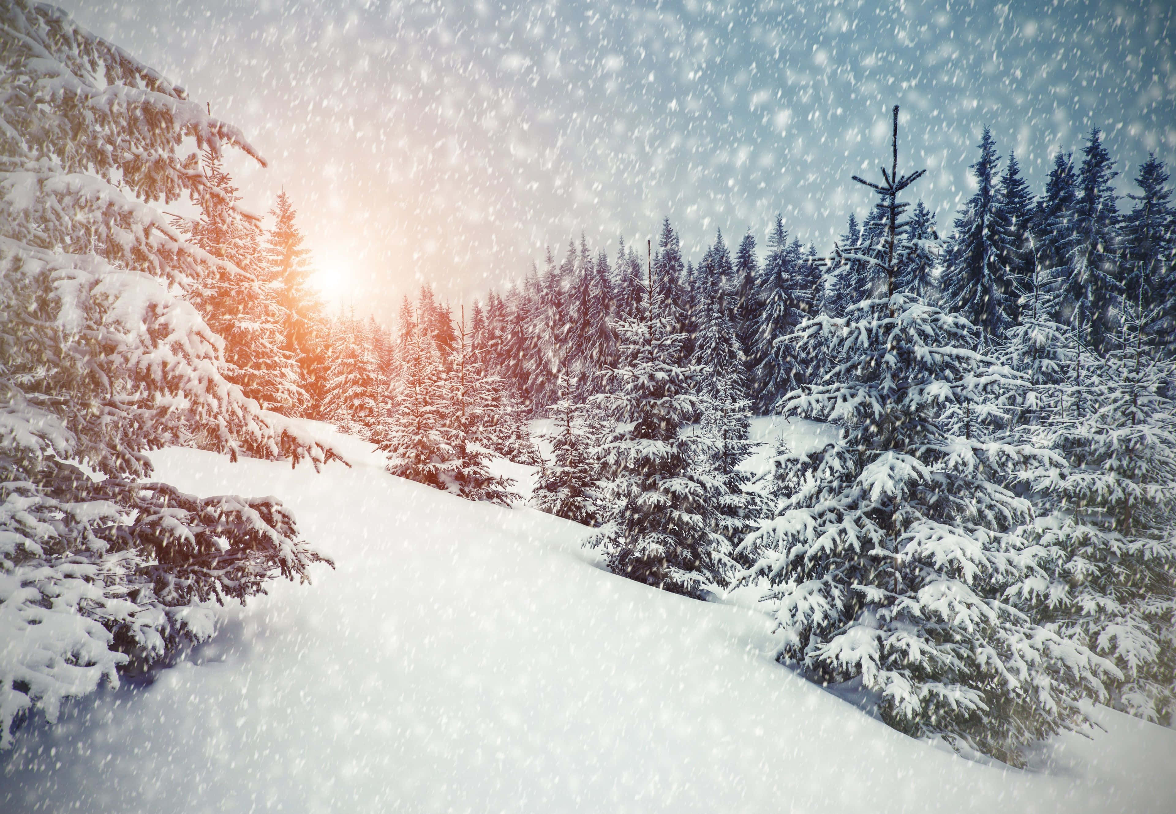 Winter wonderland, snow, evergreen trees, 4K Desktop Wallpaper