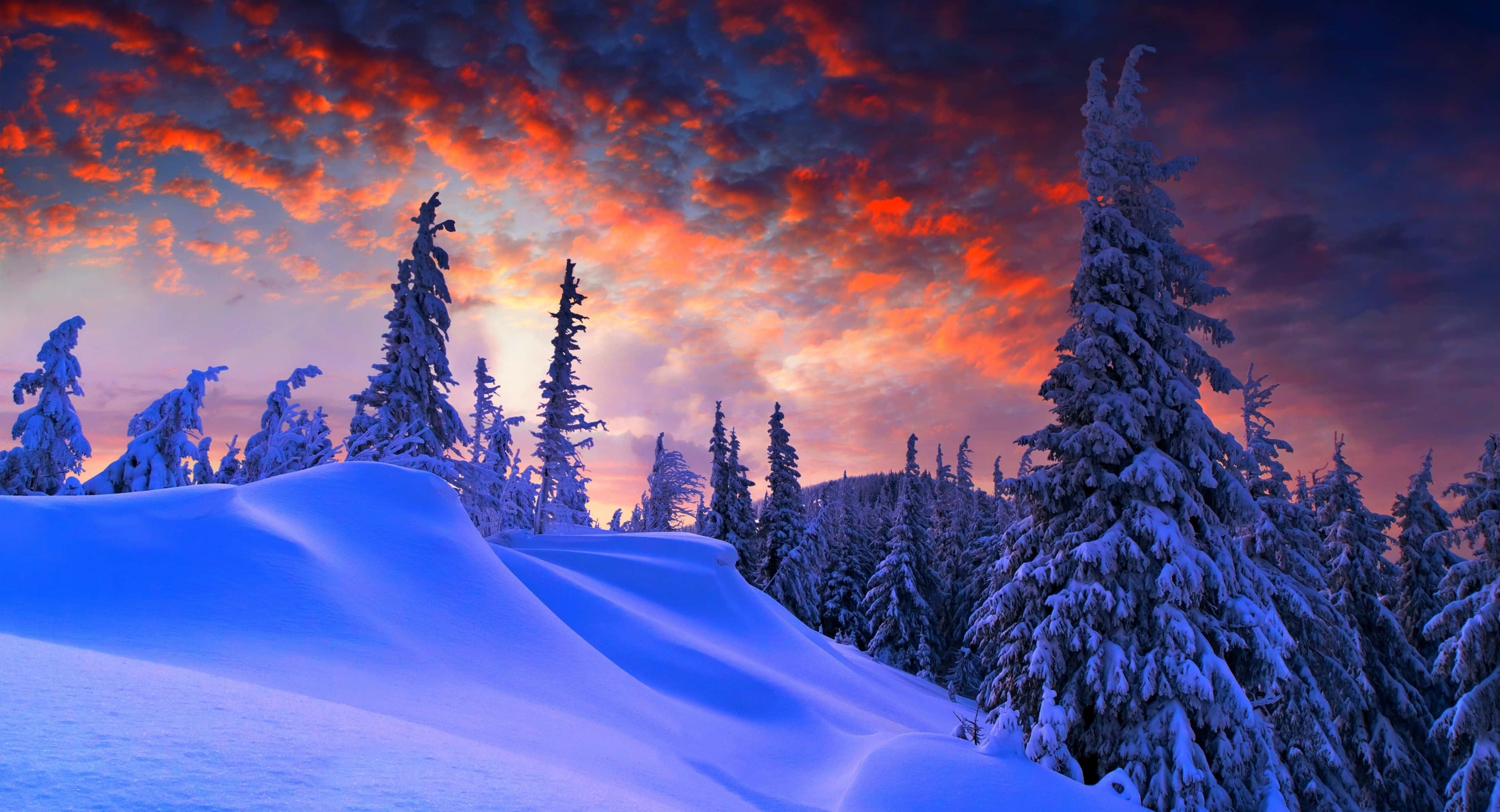 Winter wonderland, 3840 x 2080, snowy pine trees, 4K Desktop Wallpaper