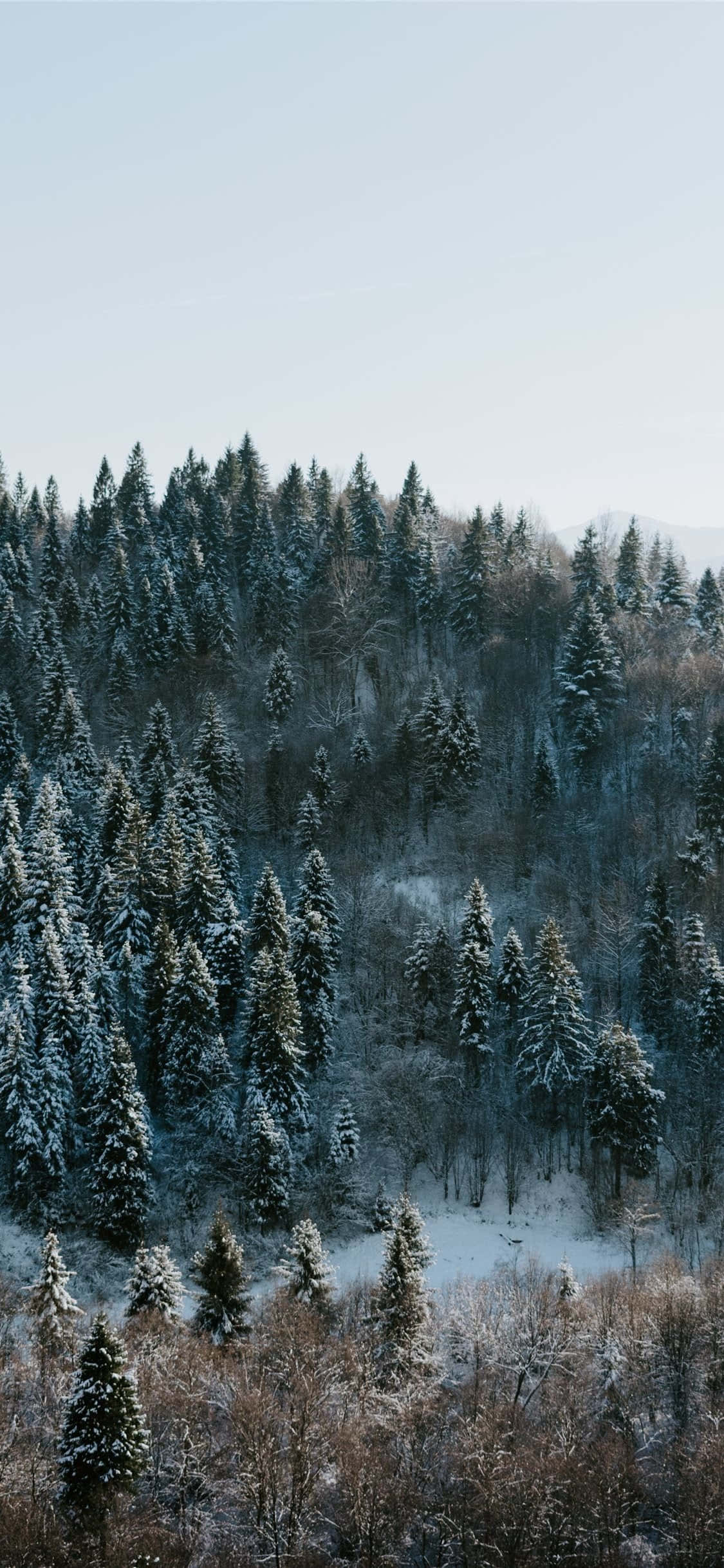 Winter wonderland, snow-covered evergreens, pale blue sky, Full HD Phone Wallpaper