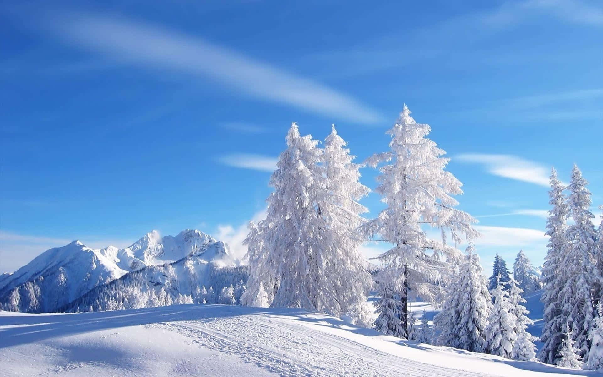 Winter wonderland, snow-covered pine trees, crisp blue sky, Full HD Desktop Wallpaper
