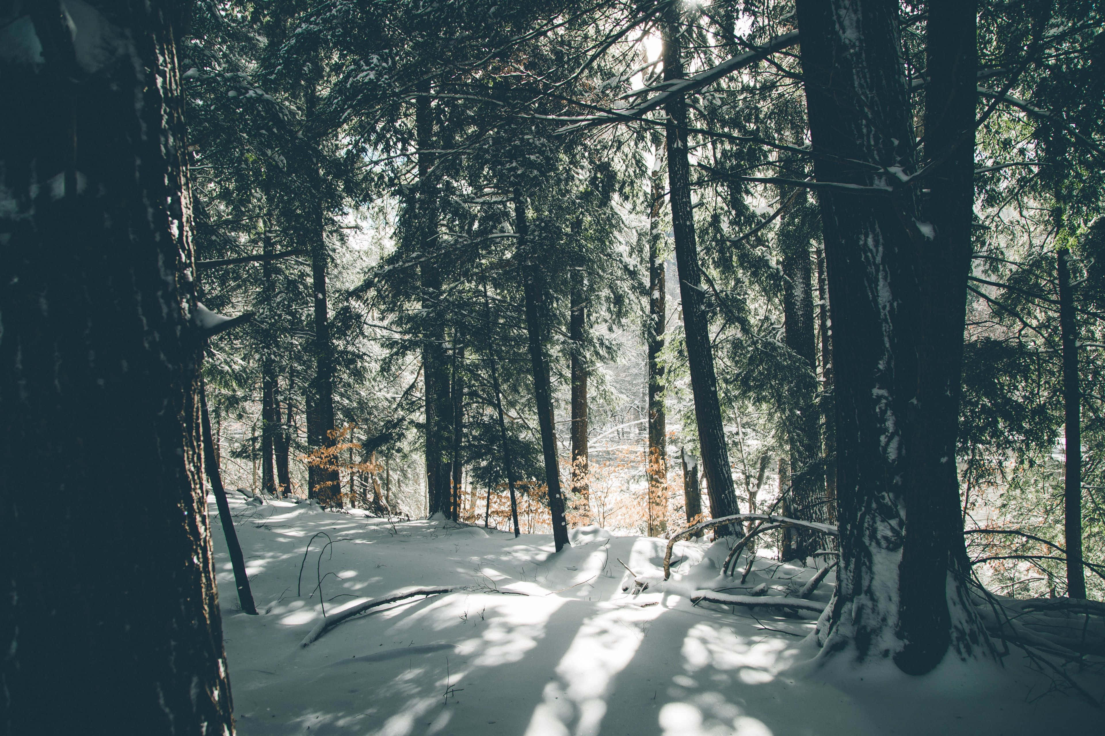 Winter Wonderland, snow-dusted evergreen trees, quiet winter forest floor, 4K Desktop Wallpaper