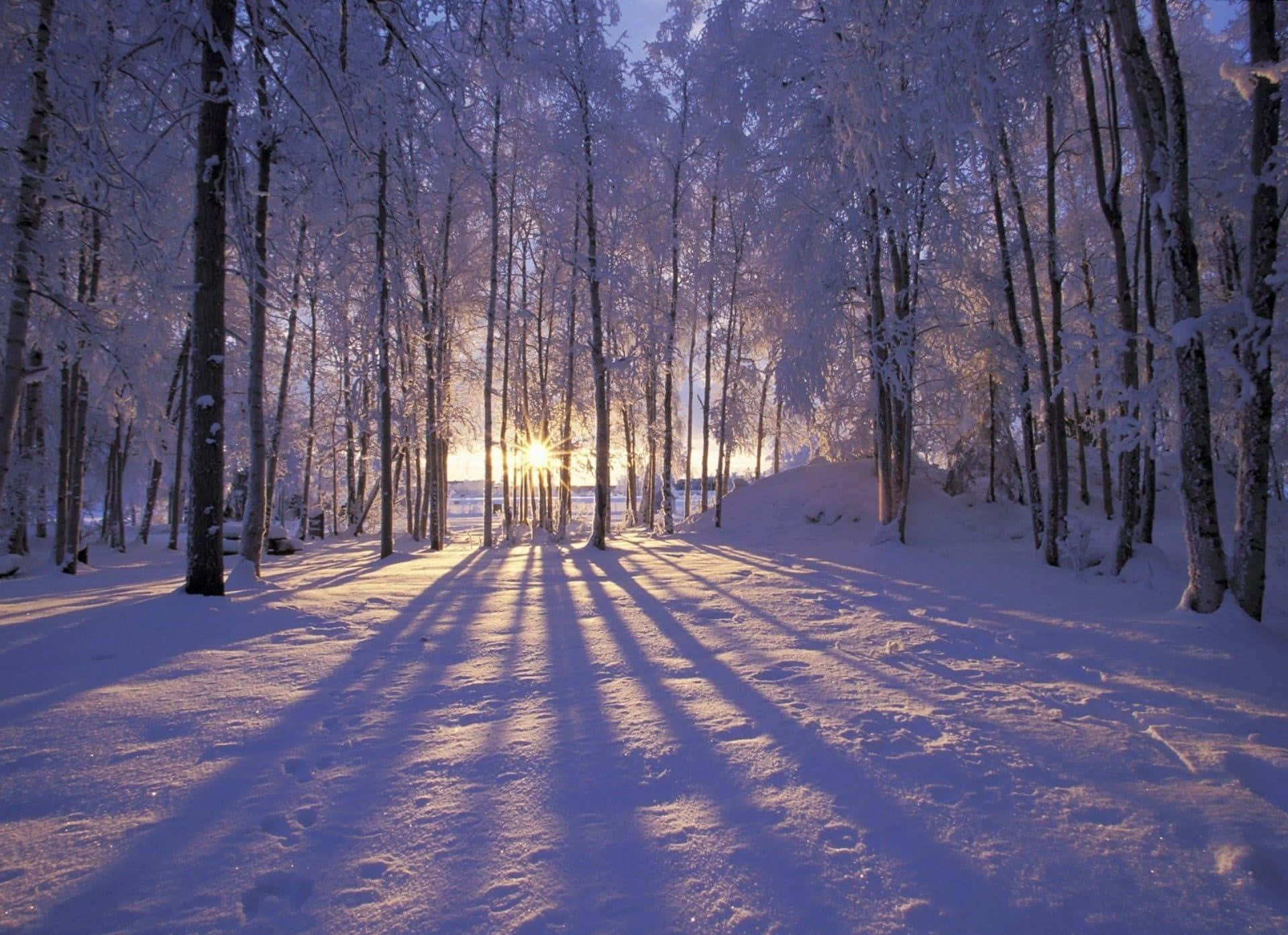 Winter Wonderland, snow-laden trees, pristine winter forest floor, Full HD Desktop Wallpaper