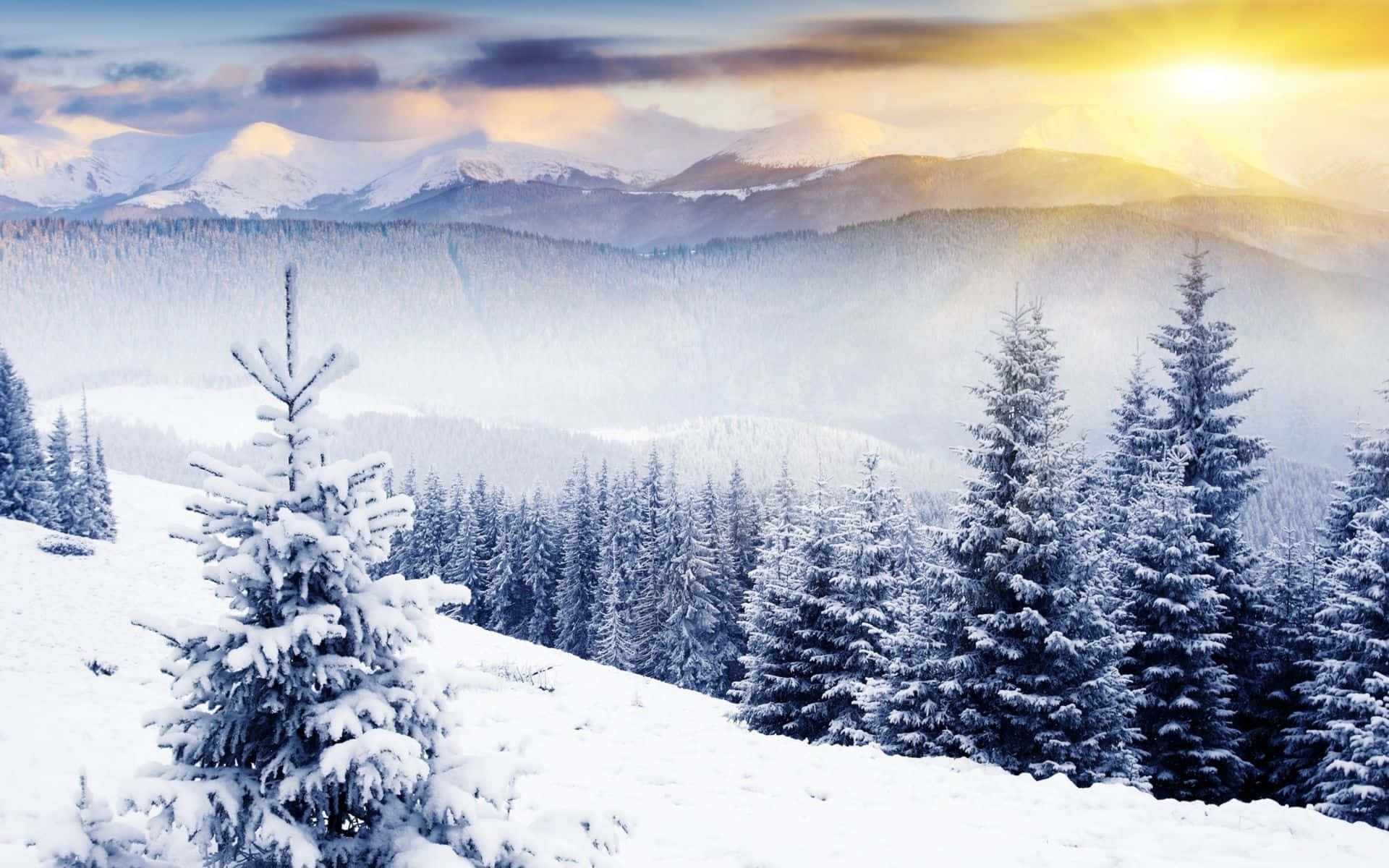 Winter Wonderland, snow, evergreen trees, Full HD Desktop Wallpaper