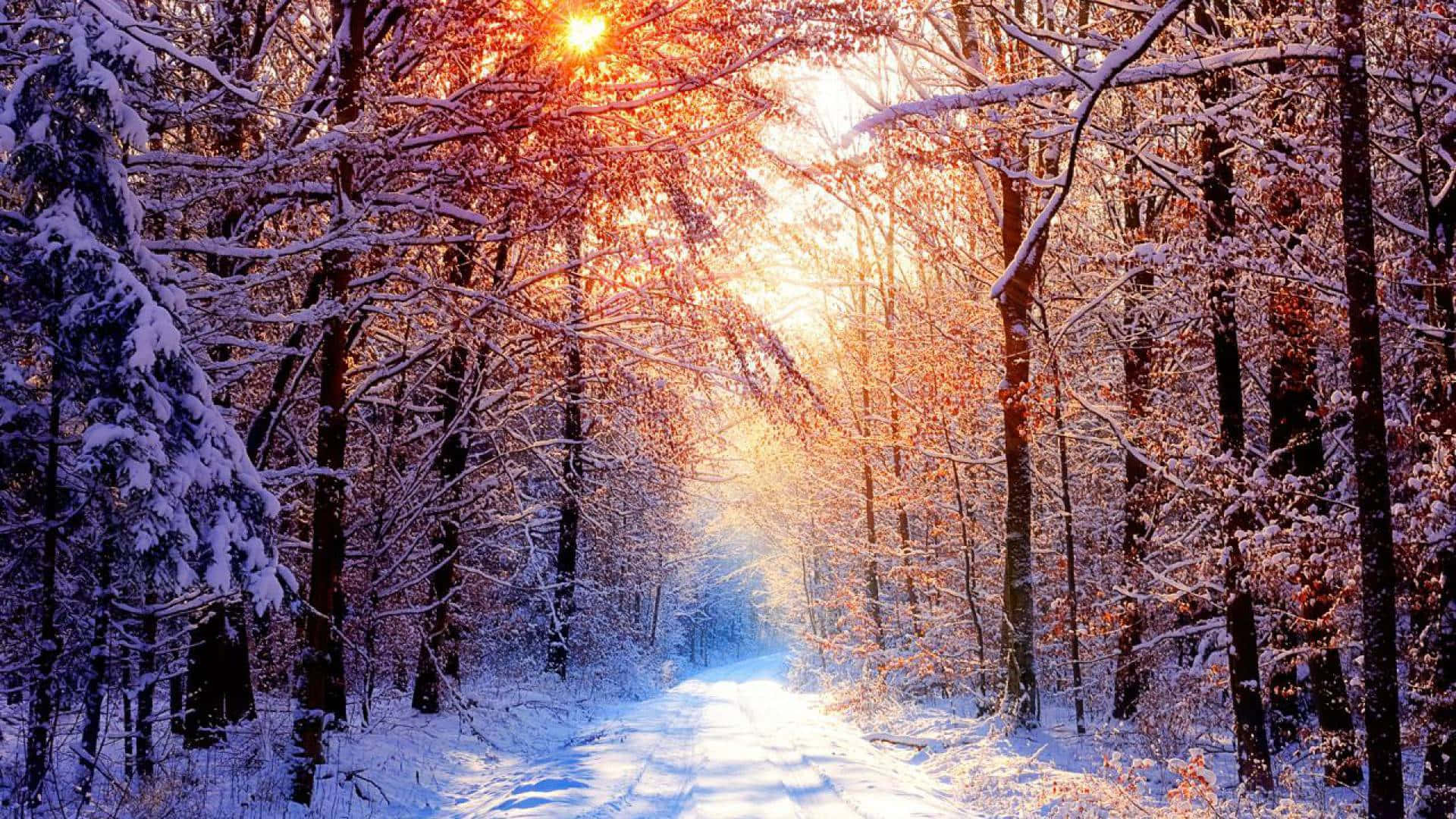 winter trees, 1920 x 1080, snowy forest path, Full HD Desktop Wallpaper