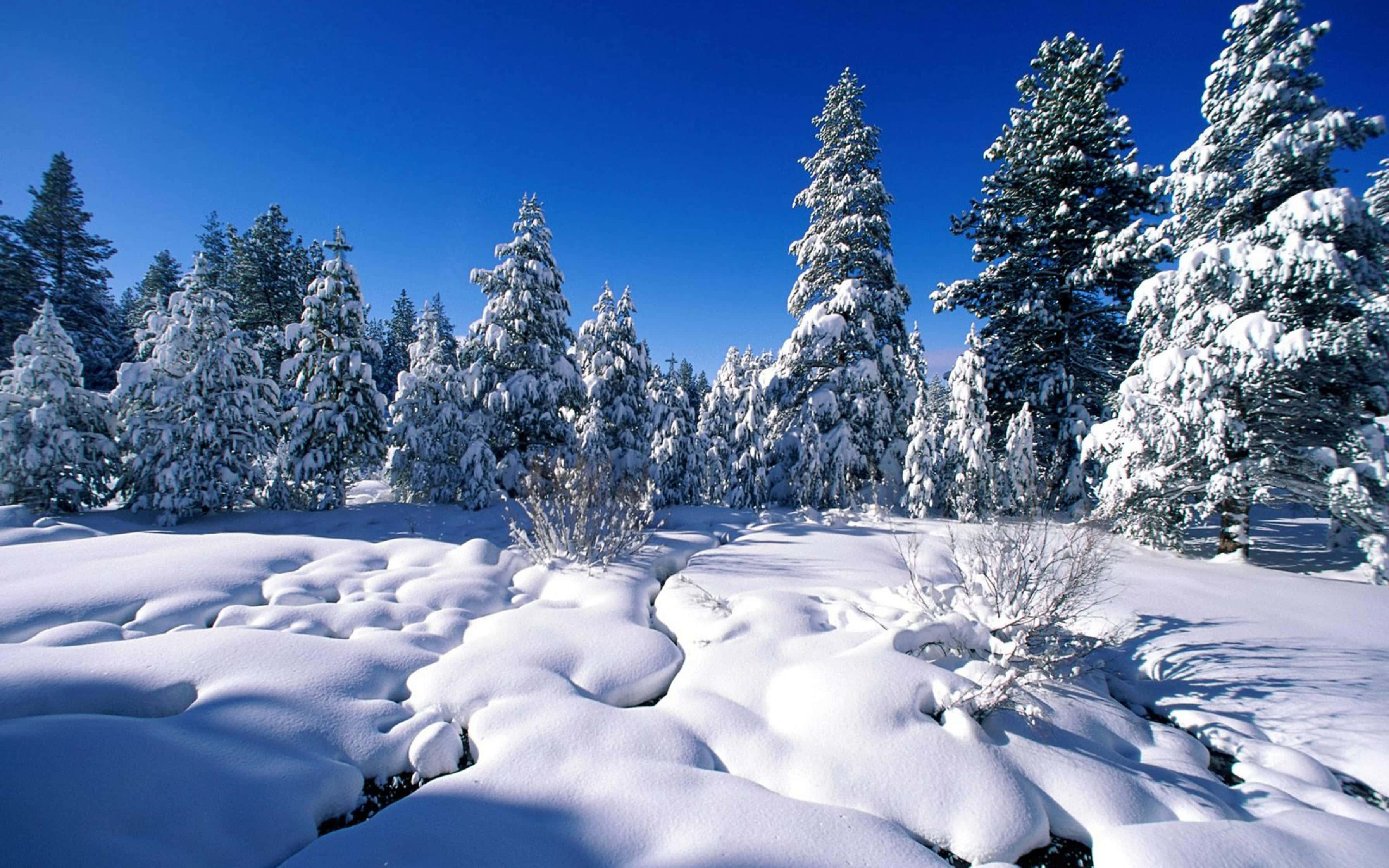 Winter wonderland, 3584 x 2240, crisp blue sky, 2K Desktop Wallpaper