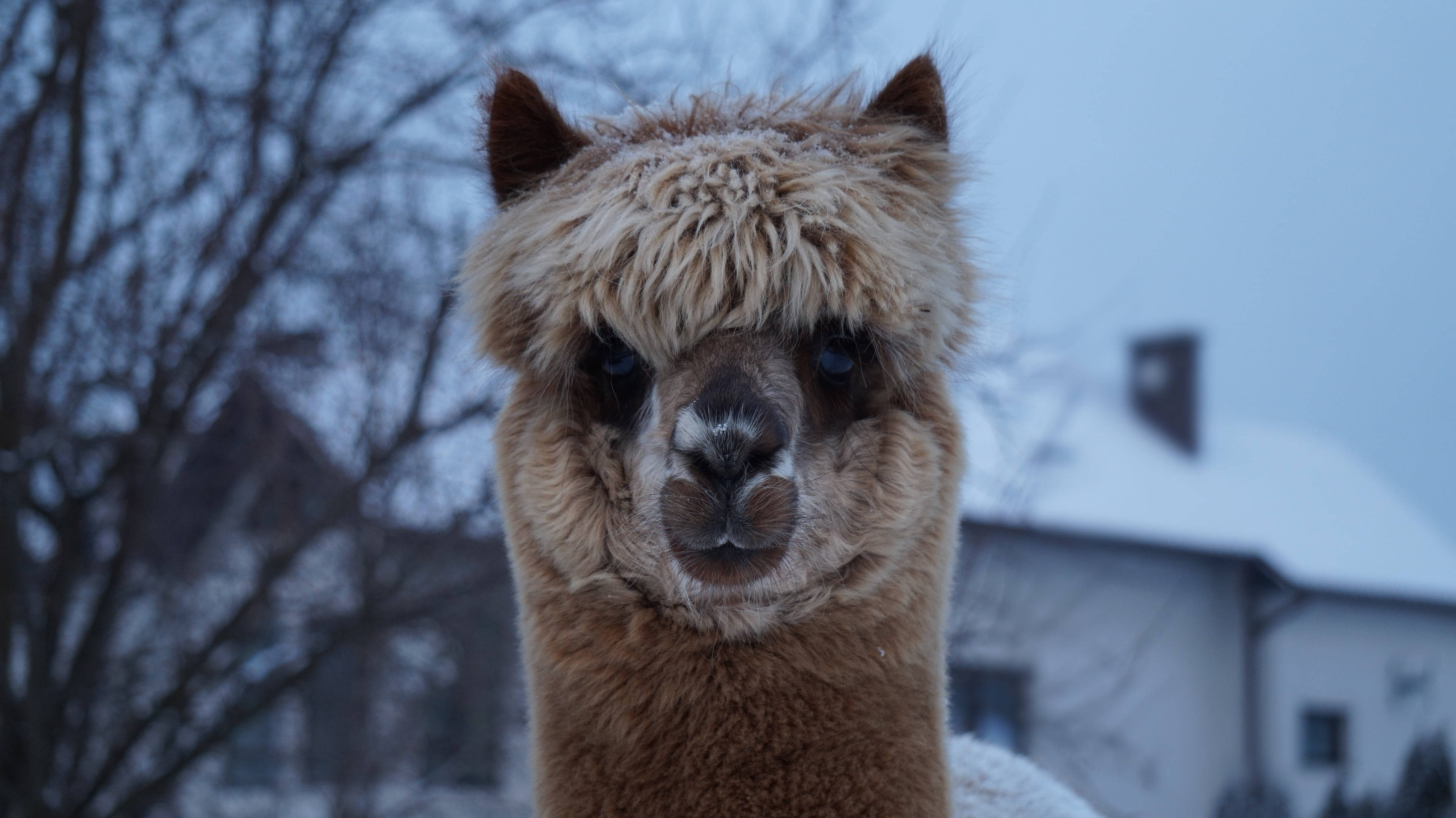 alpaca, frost, snowy rural backdrop, 4K Desktop Wallpaper