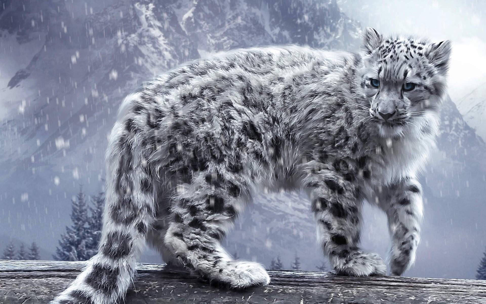 snow leopard, snowy log, snow-covered mountains, Full HD Desktop Wallpaper