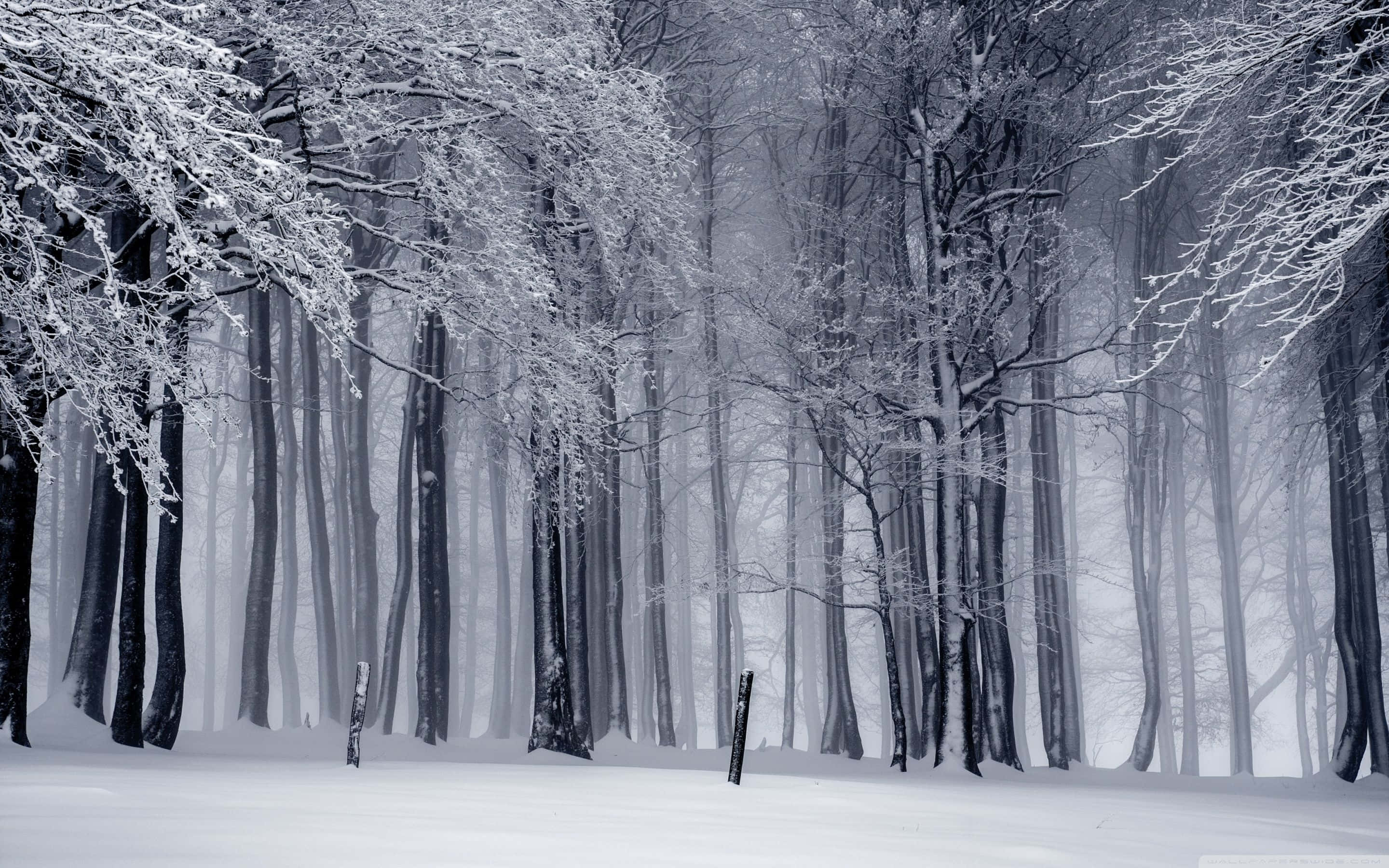 Winter Wonderland, winter forest, snow-laden branches, 2K Desktop Wallpaper