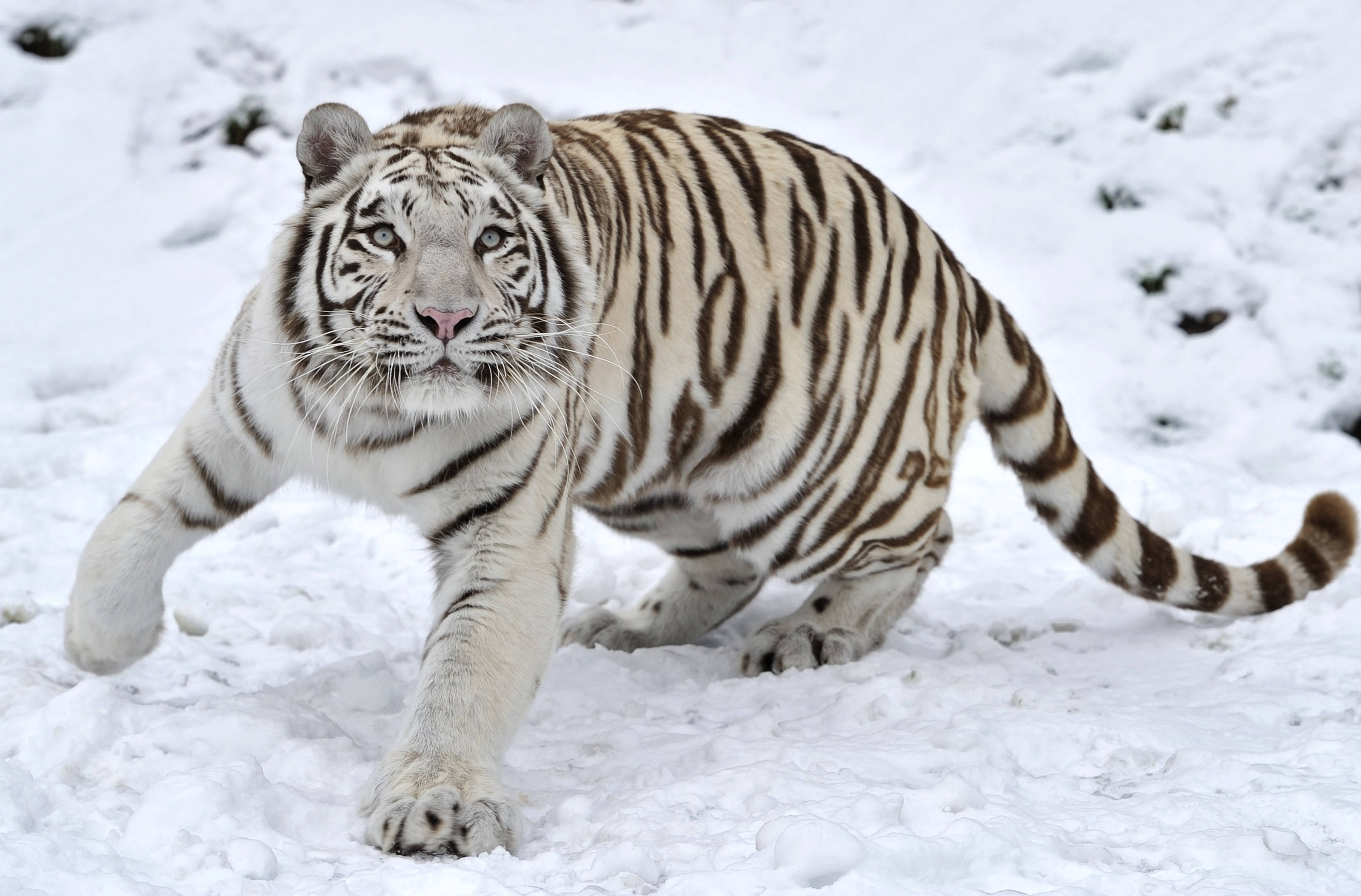 white tiger, winter snow, deep snow, 2K Desktop Wallpaper