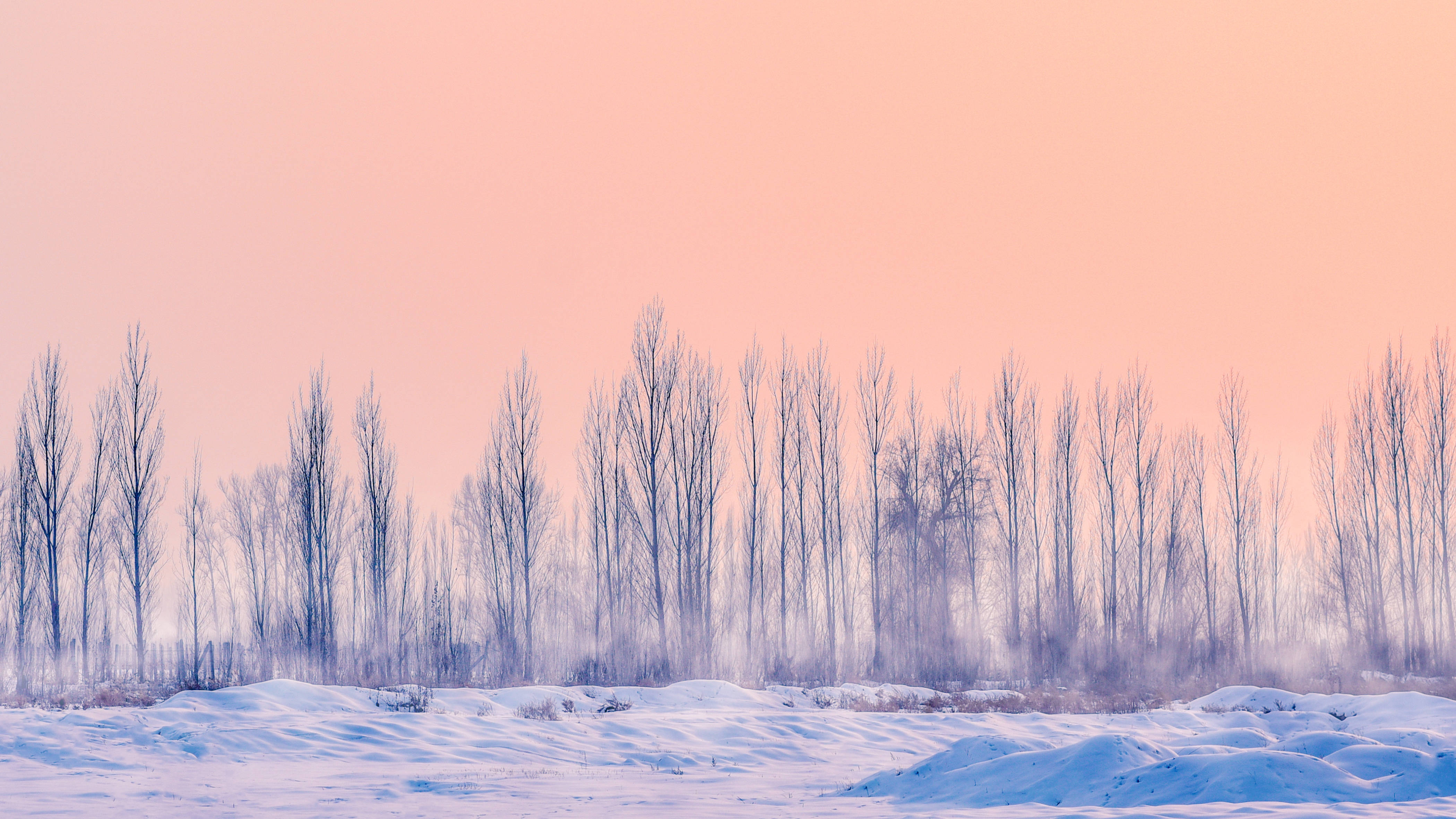 snowy field, bare trees, soft pink sunset sky, 4K Desktop Wallpaper