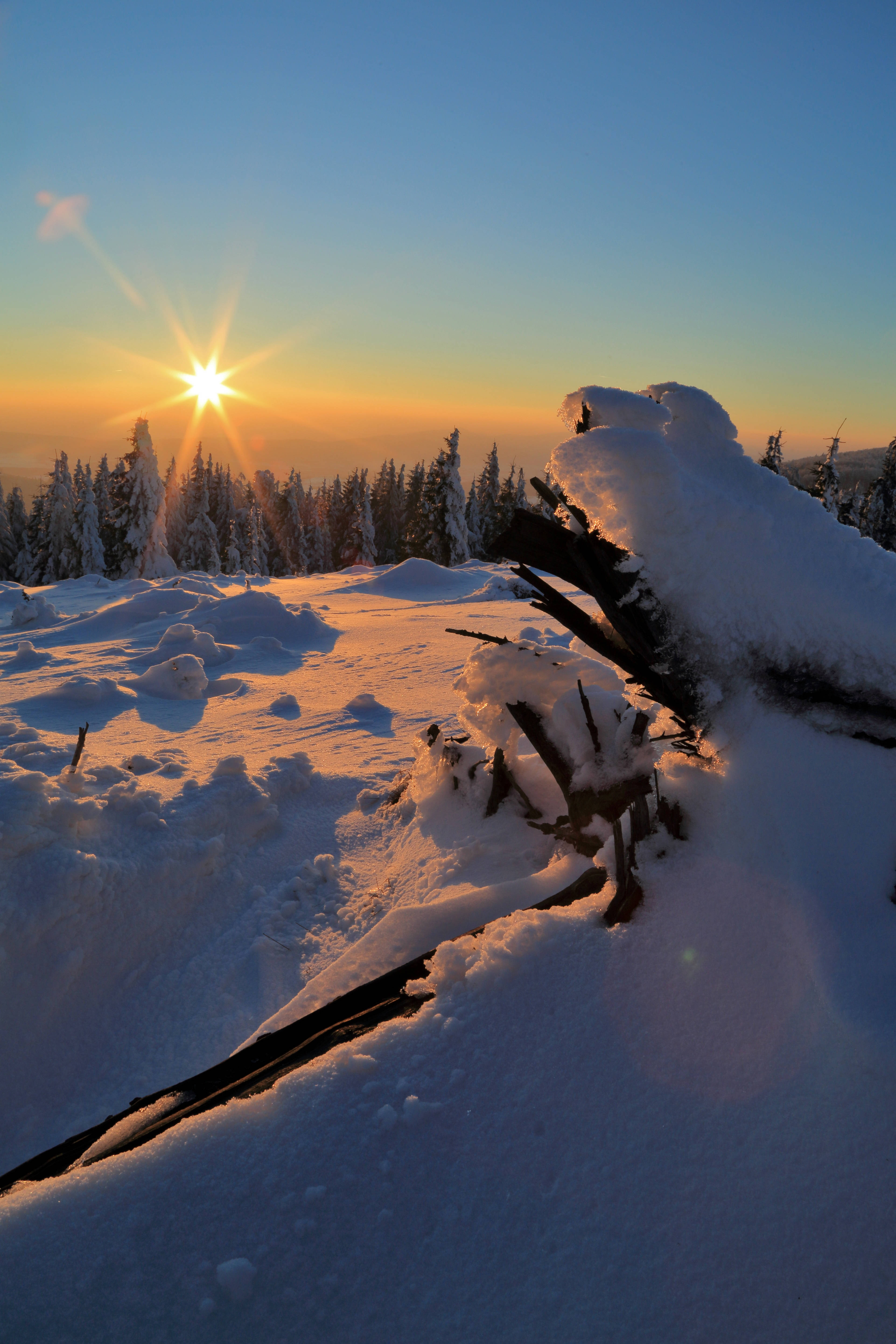 Sunset, Winter, snow-covered forest, 5K Phone Wallpaper