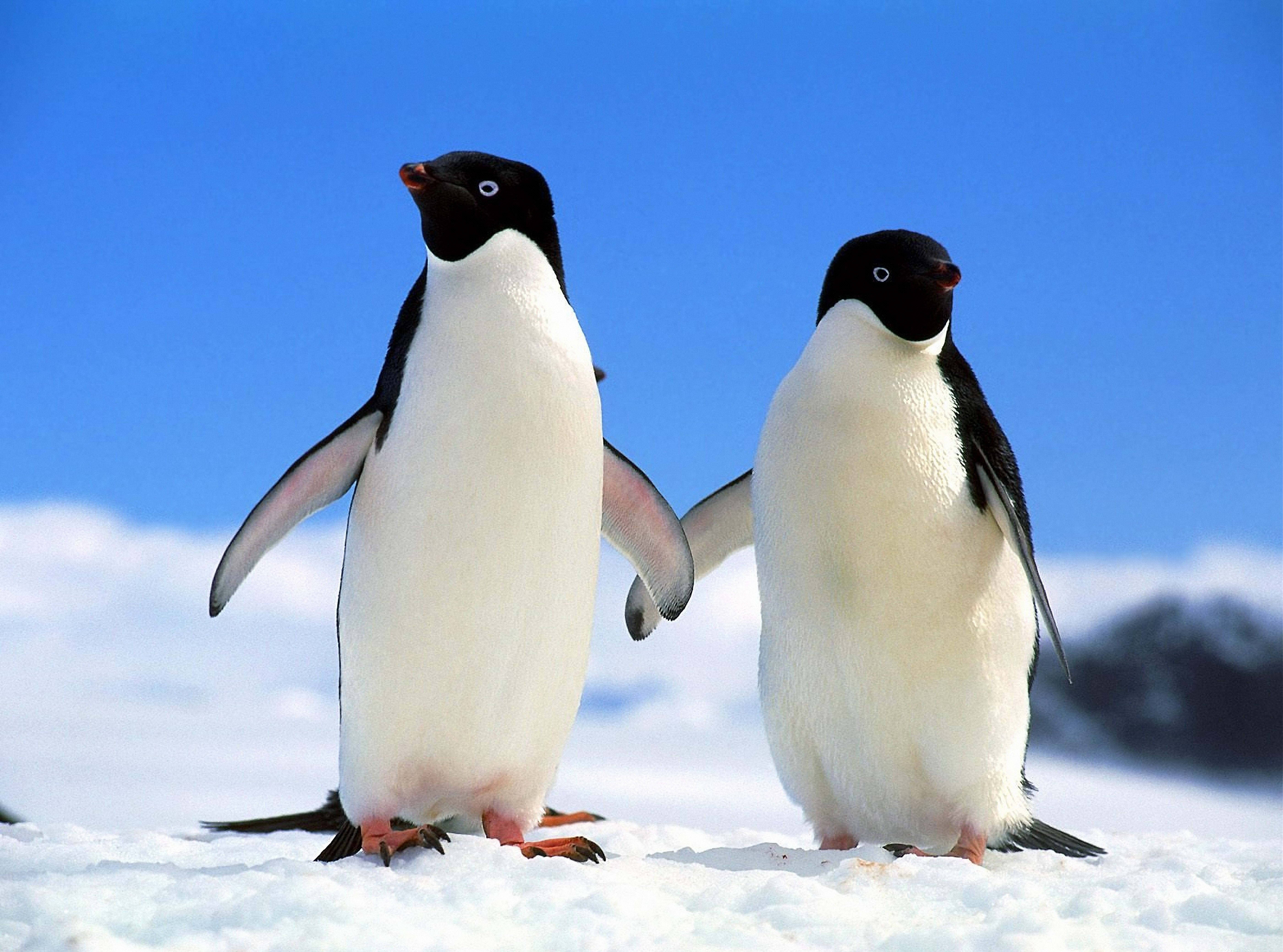Adelie penguin, snowy ground, clear blue sky, 5K Desktop Wallpaper