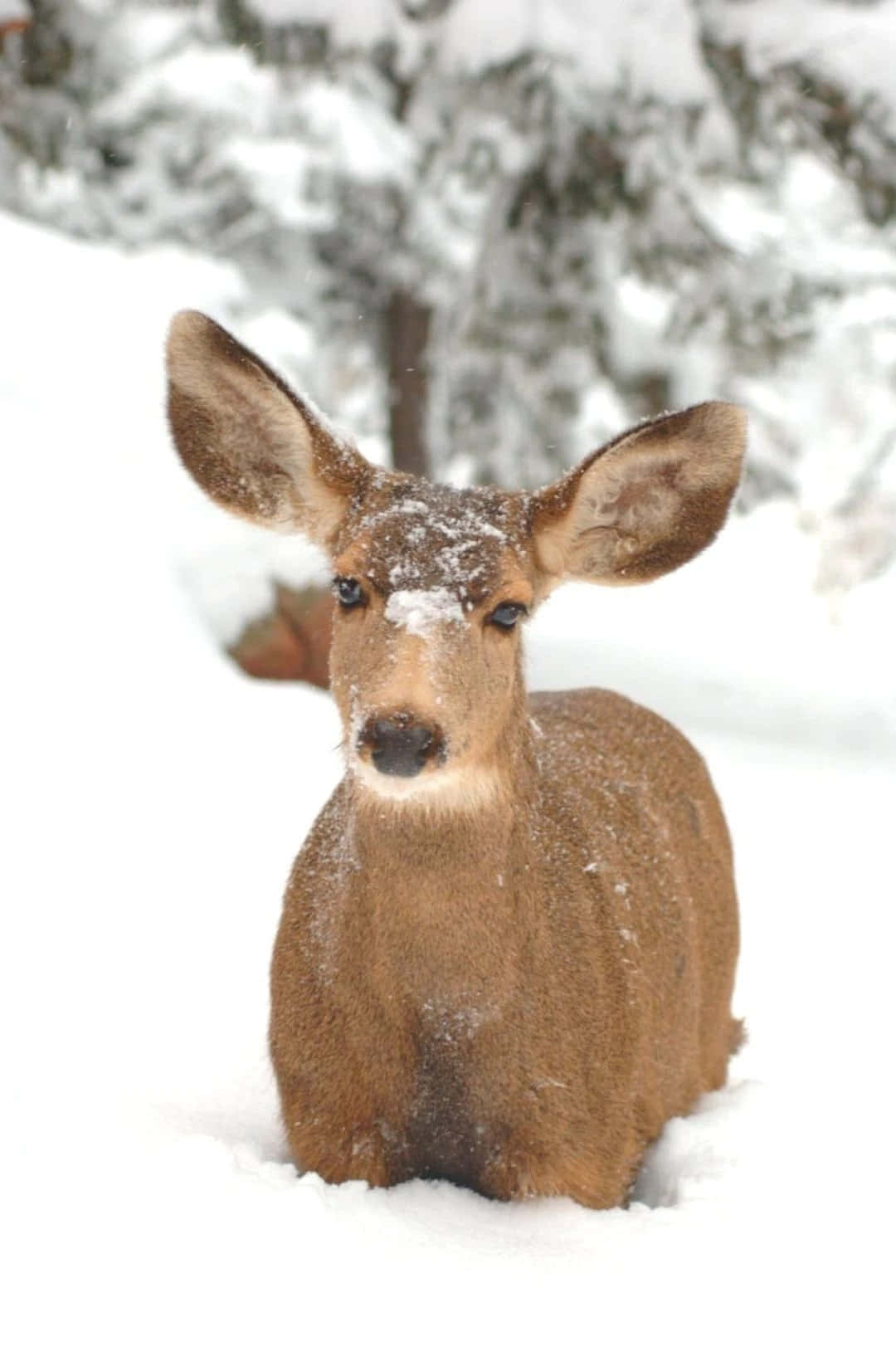 Winter Aesthetic Phone, deer, snow, HD Phone Wallpaper